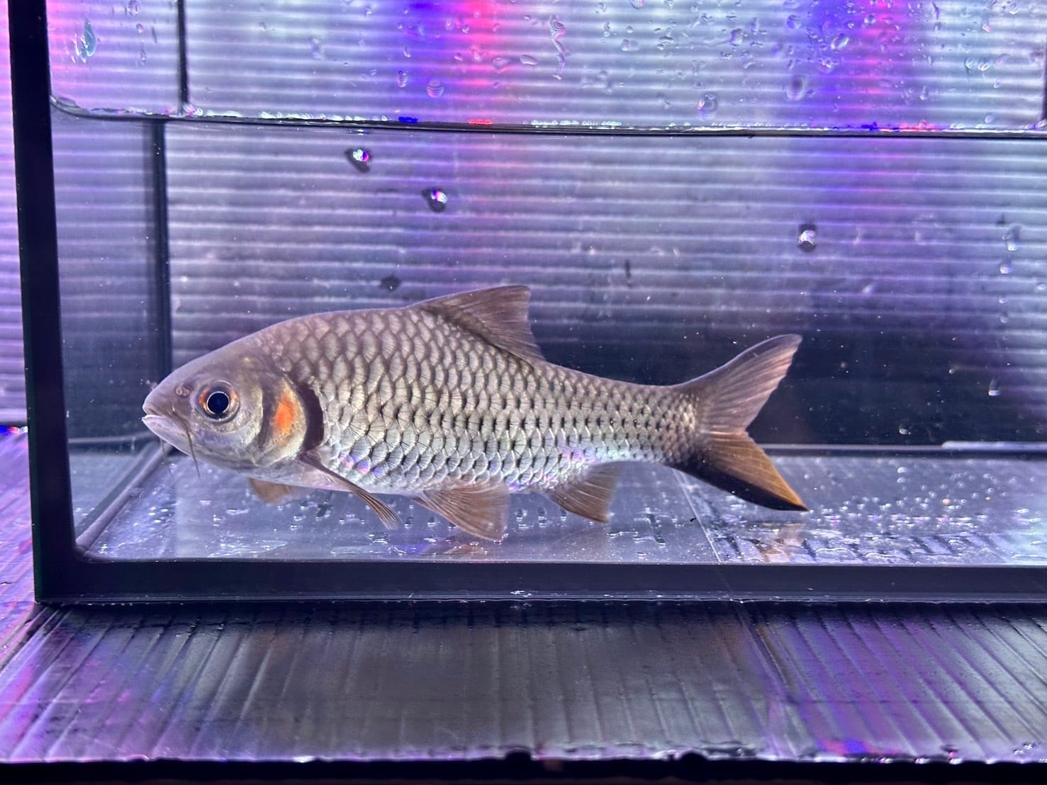 中古水槽 900×450×450アクリル水槽 上部濾過セット | アクアショップ