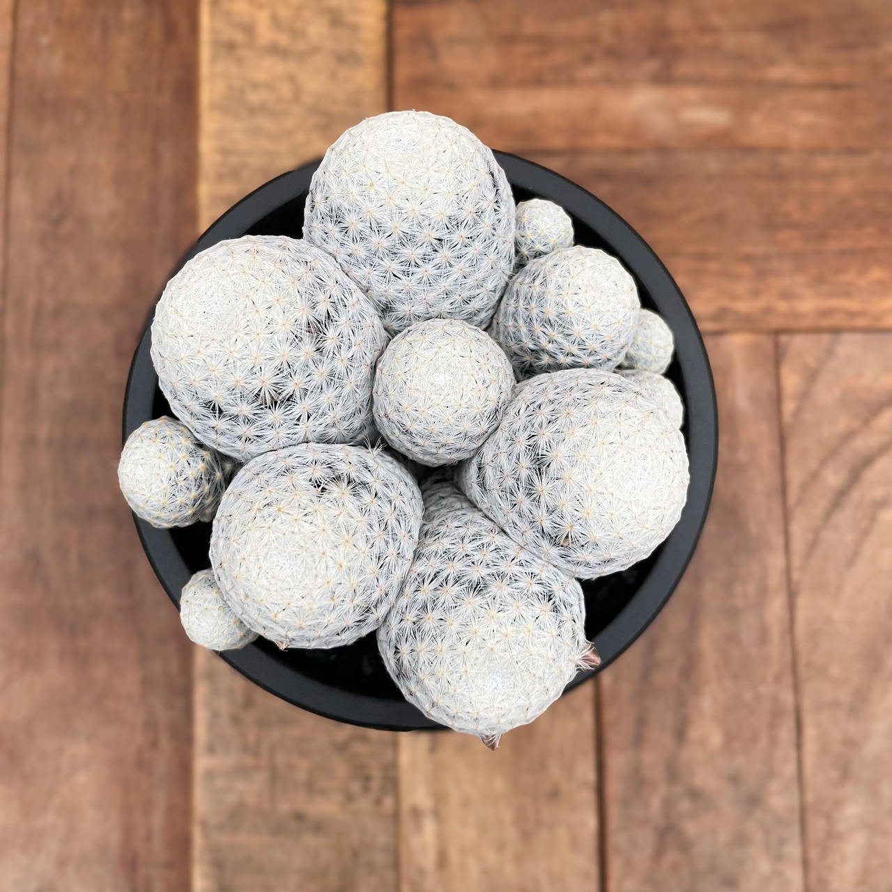 Mammillaria herrerae【マミラリア・白鳥】with Maceta pot