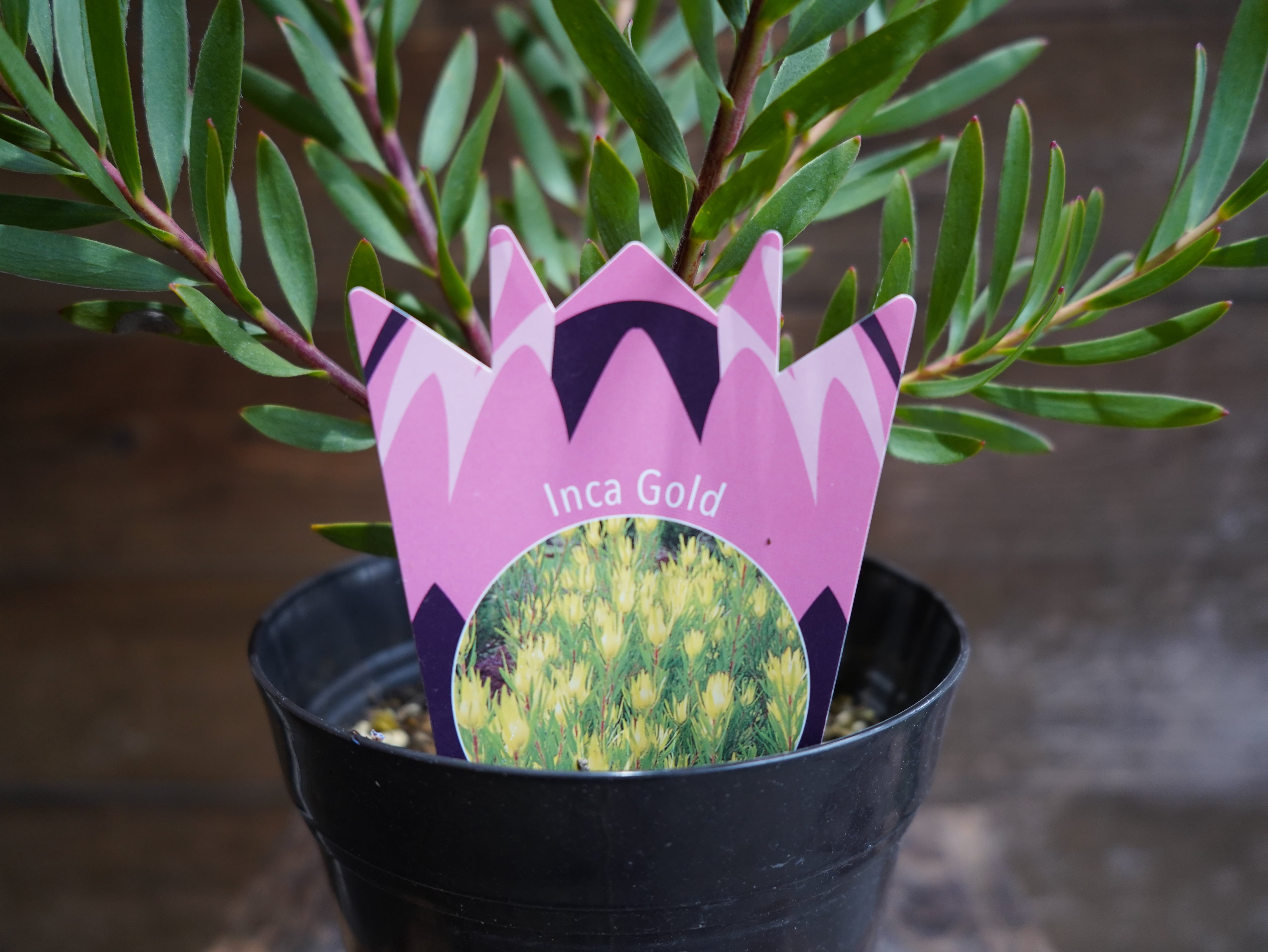 【現物】リューカデンドロン ”Inca Gold”