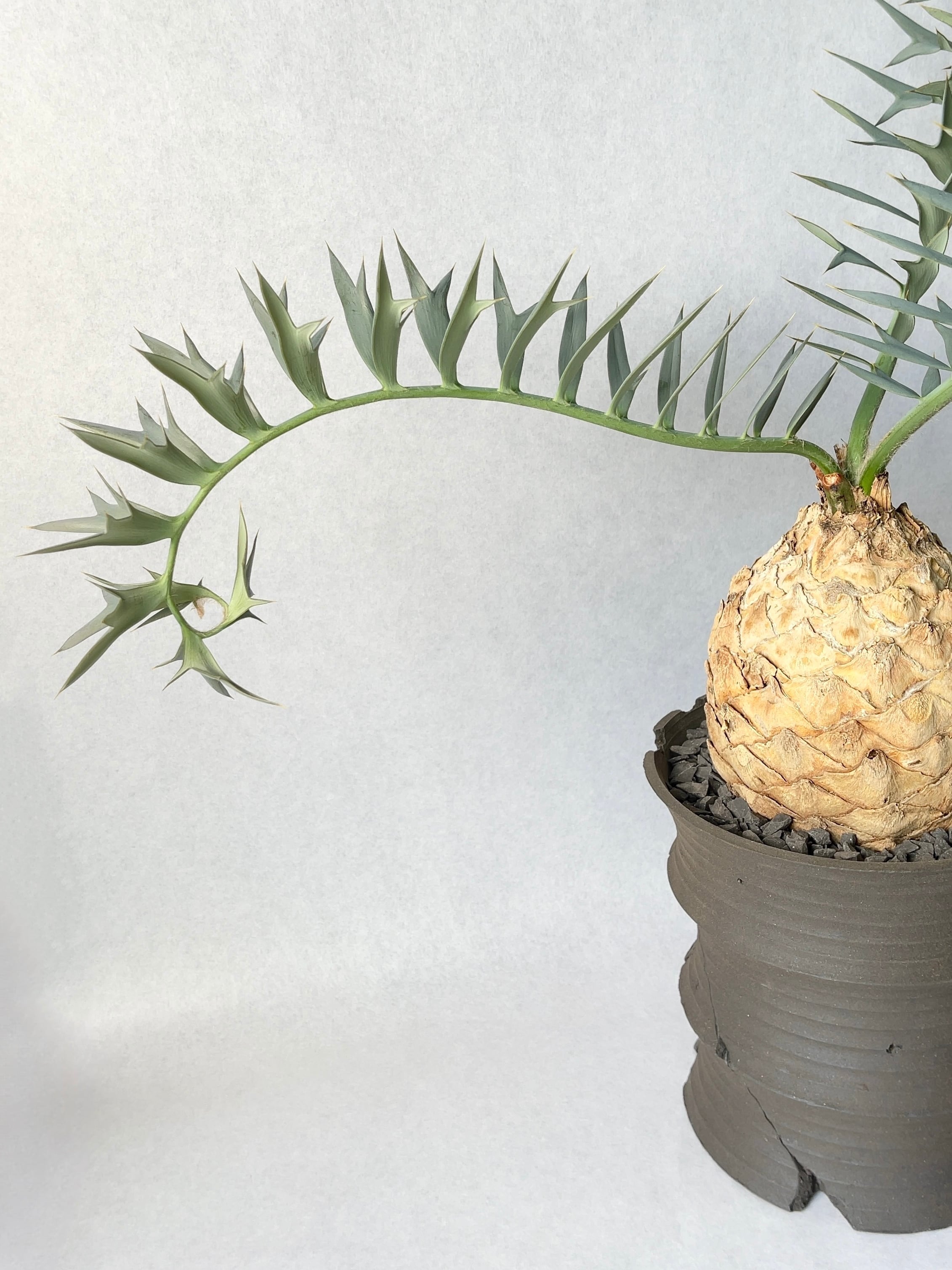 エンセファラルトス・ホリダス | trigger