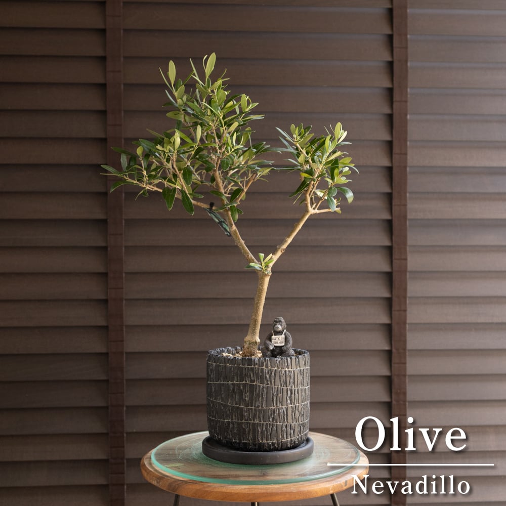 ソテツ 寄せ植え 群生 陶器鉢 観葉植物 蘇鉄 ソテツ 寄せ植え 群生 陶器鉢 観葉植物 蘇鉄