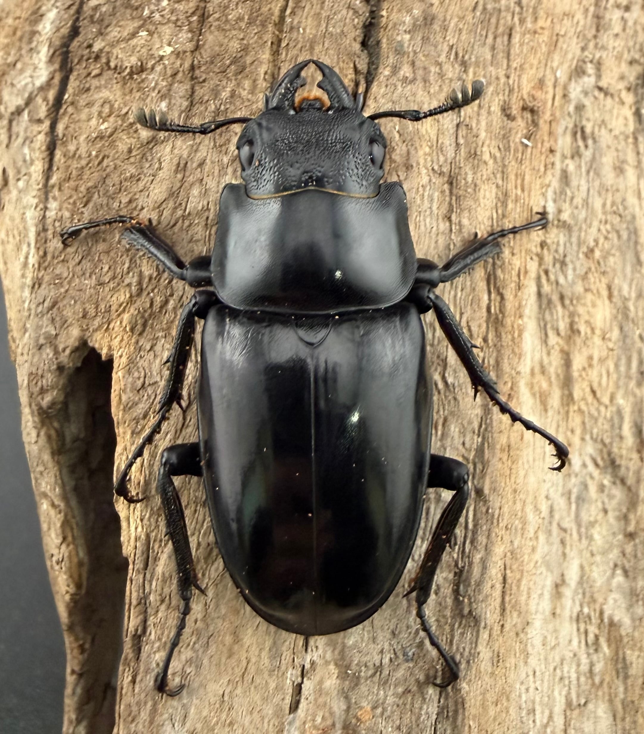 WD】《ギラファノコギリ亜種ダイスケ ネグロス島産 94mm ペア》 | KPW