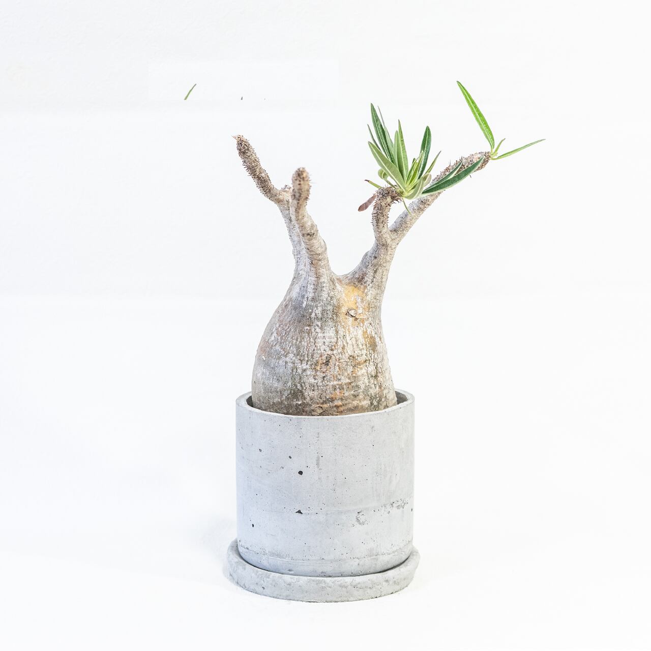 グラキリス 堂々たる存在感を放つ現地球 モルタル鉢仕立ての一点物