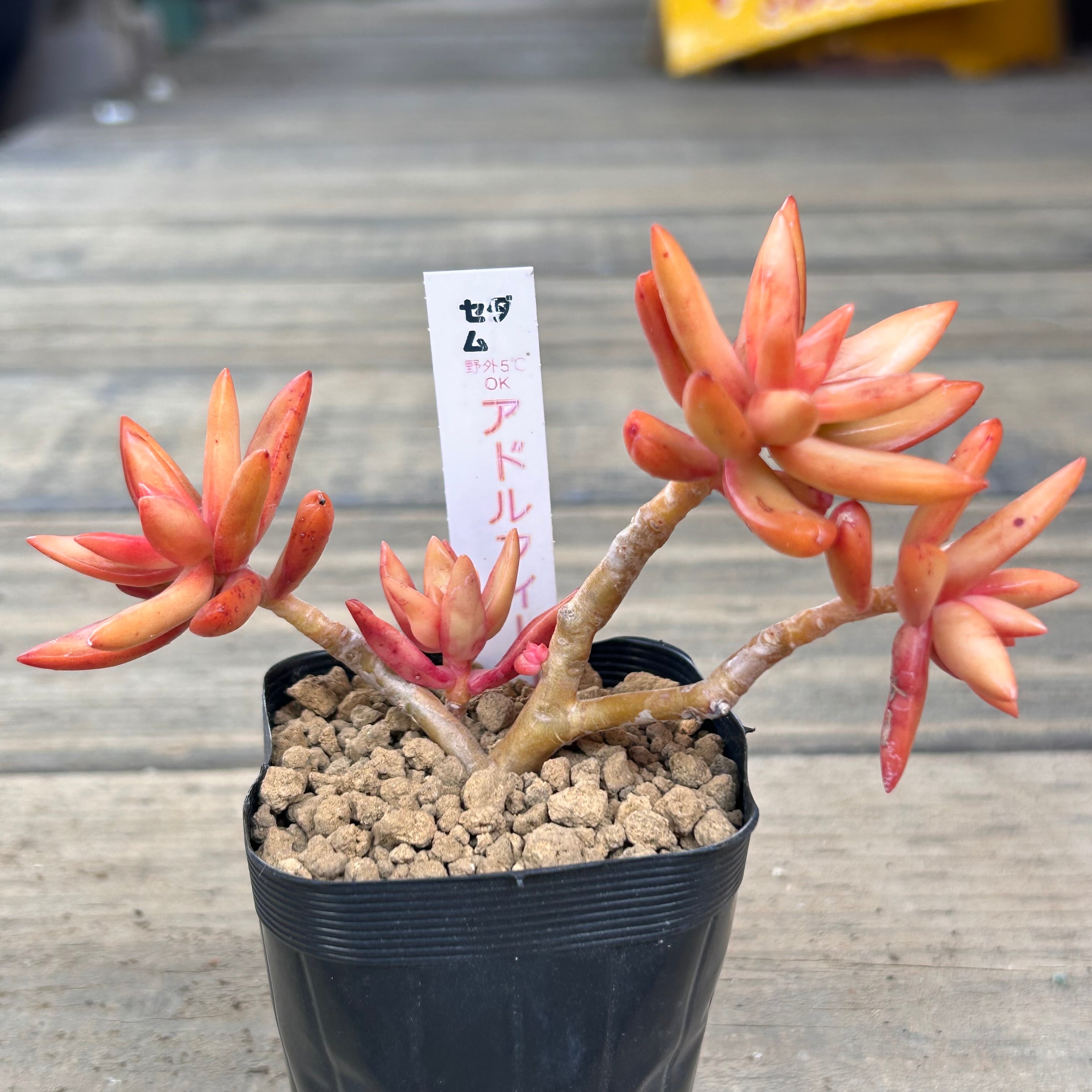 多肉植物 アドルフィーコッパー