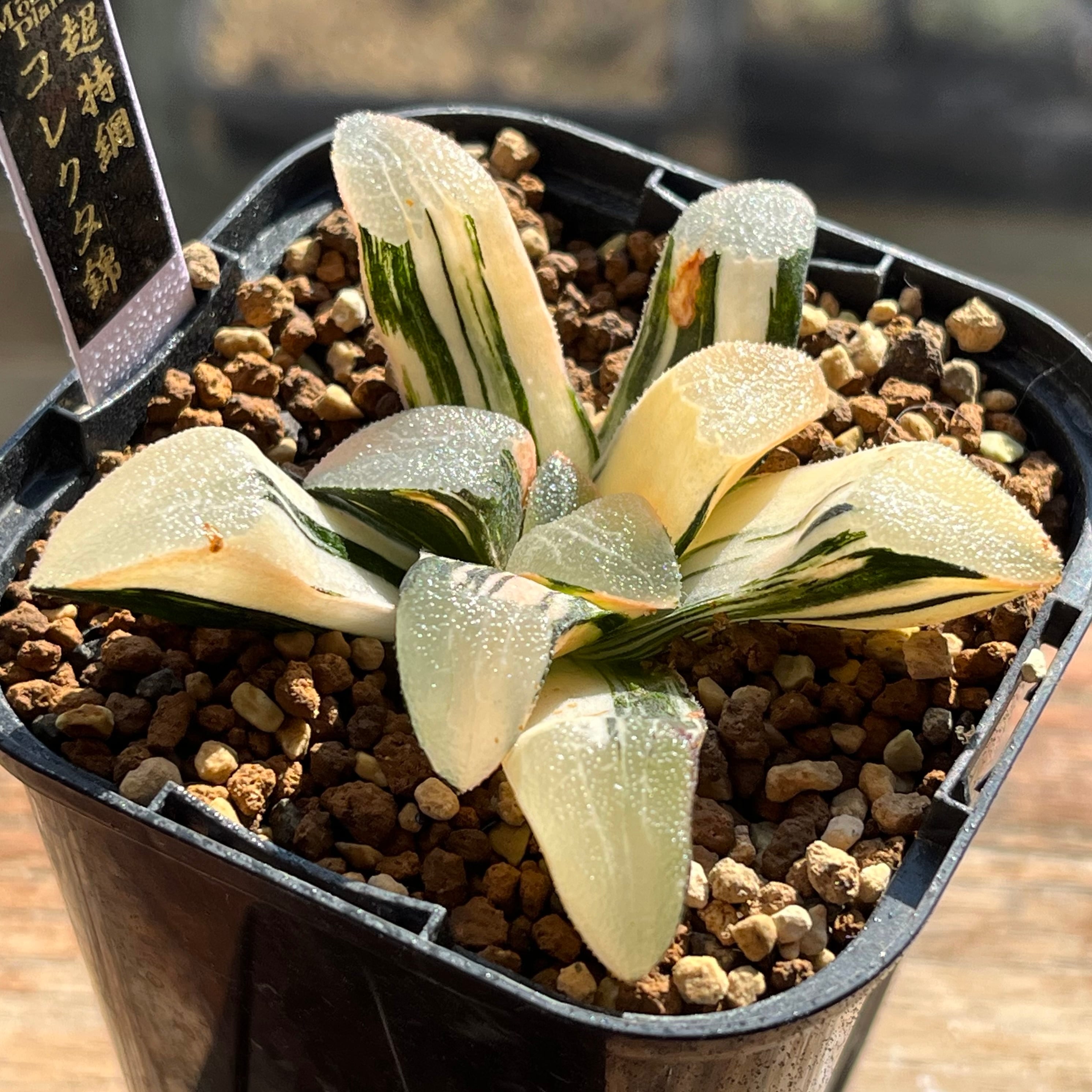 ハオルチア 酒呑童子錦 | mocono_plants