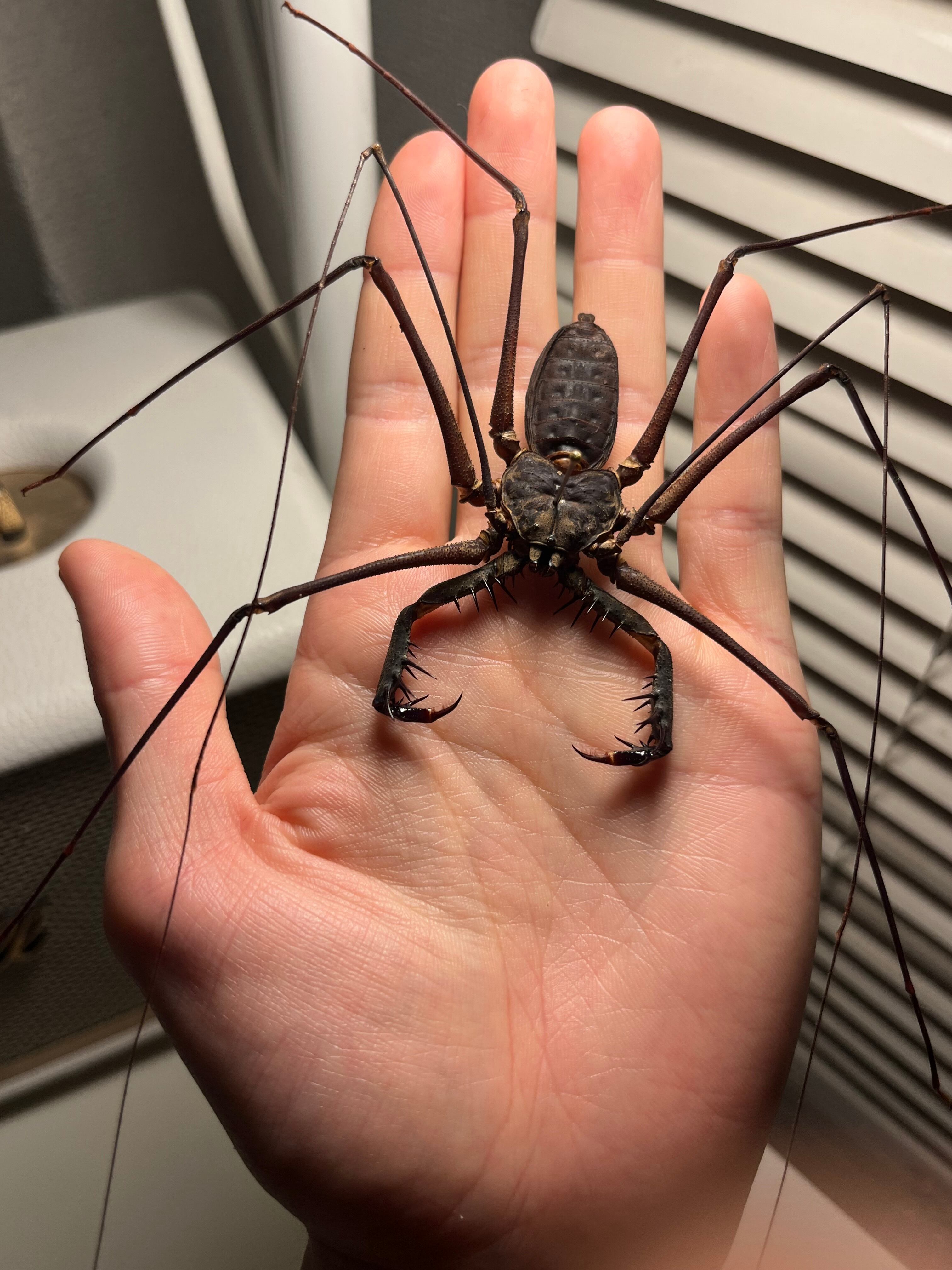 腕虫最大級】Heterophrynus sp.ウデムシ 標本 ヒヨケムシ 三大奇蟲