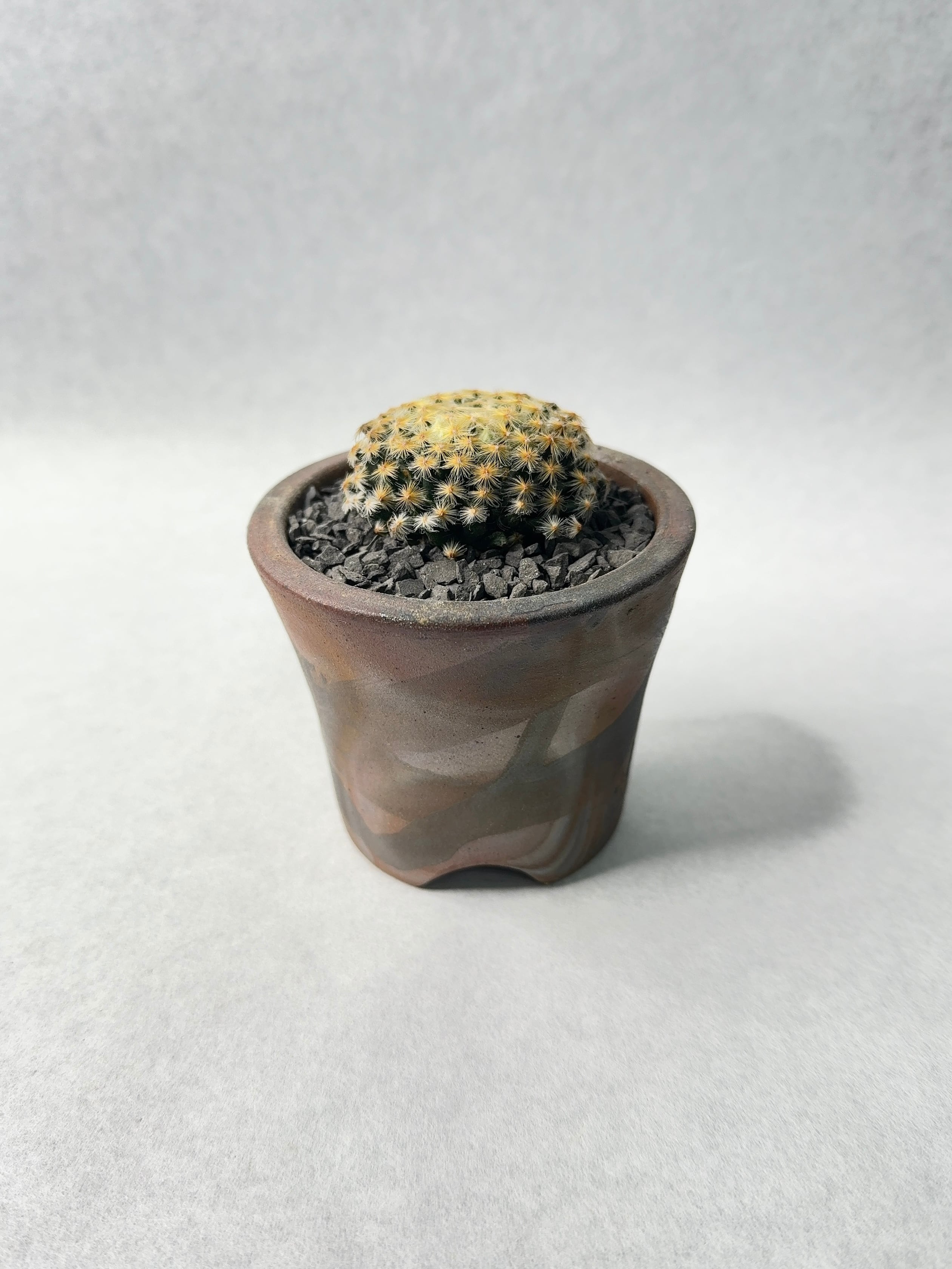 マミラリア・黄金明星 | trigger