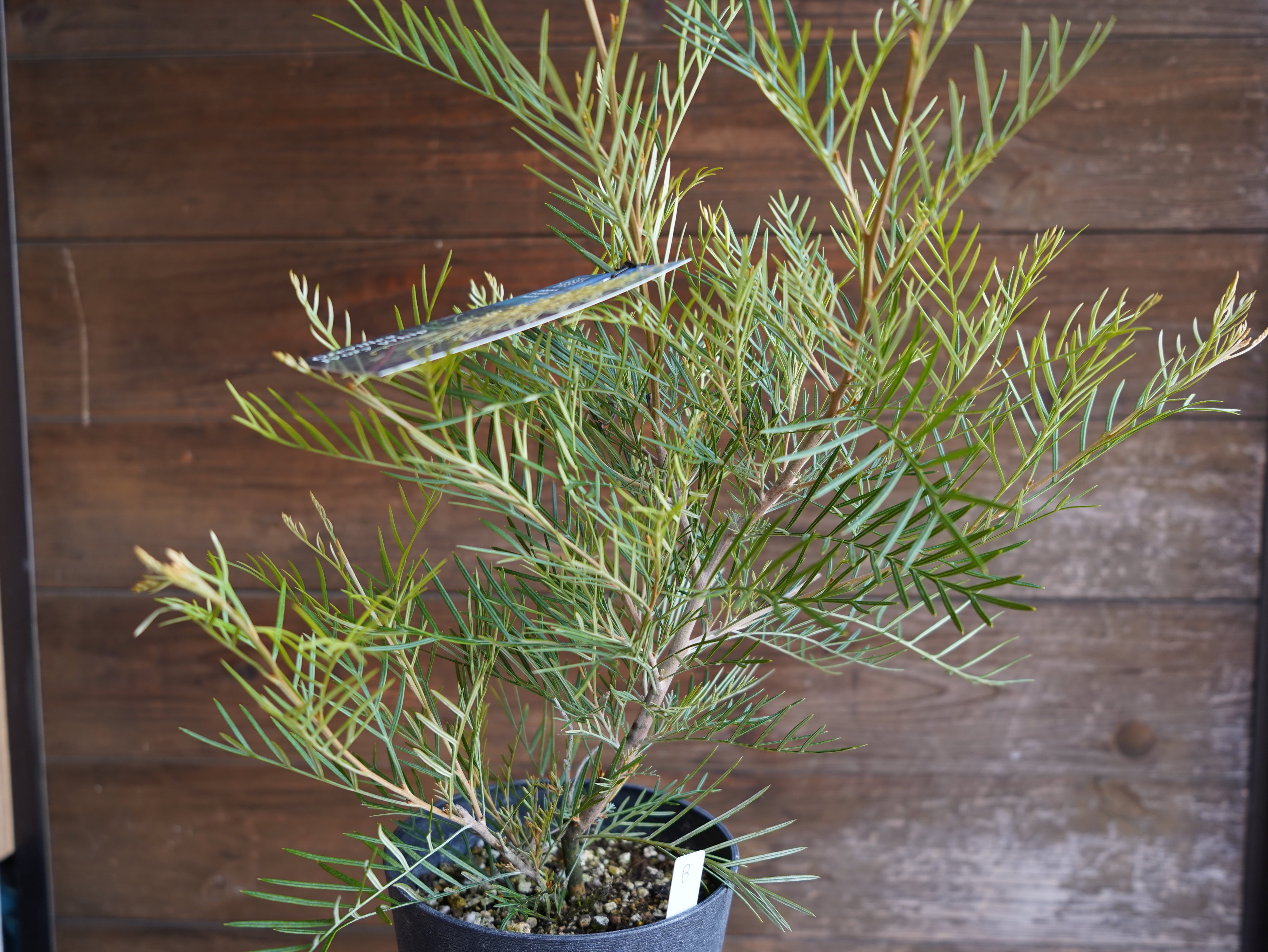 【現物】グレビレア　”アイボリーホイップ”　B