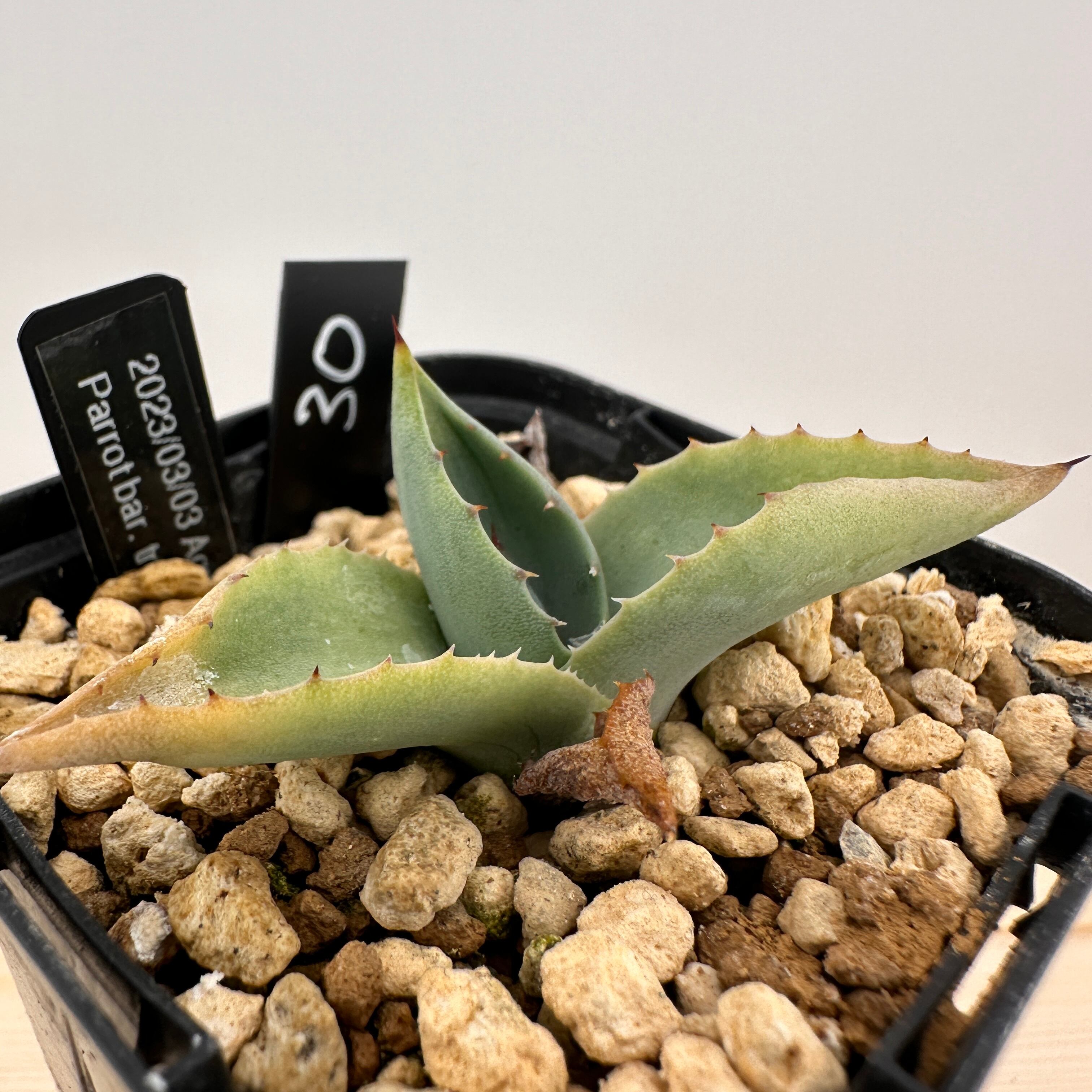 選抜 取り上げ パリー ライムグリーン 