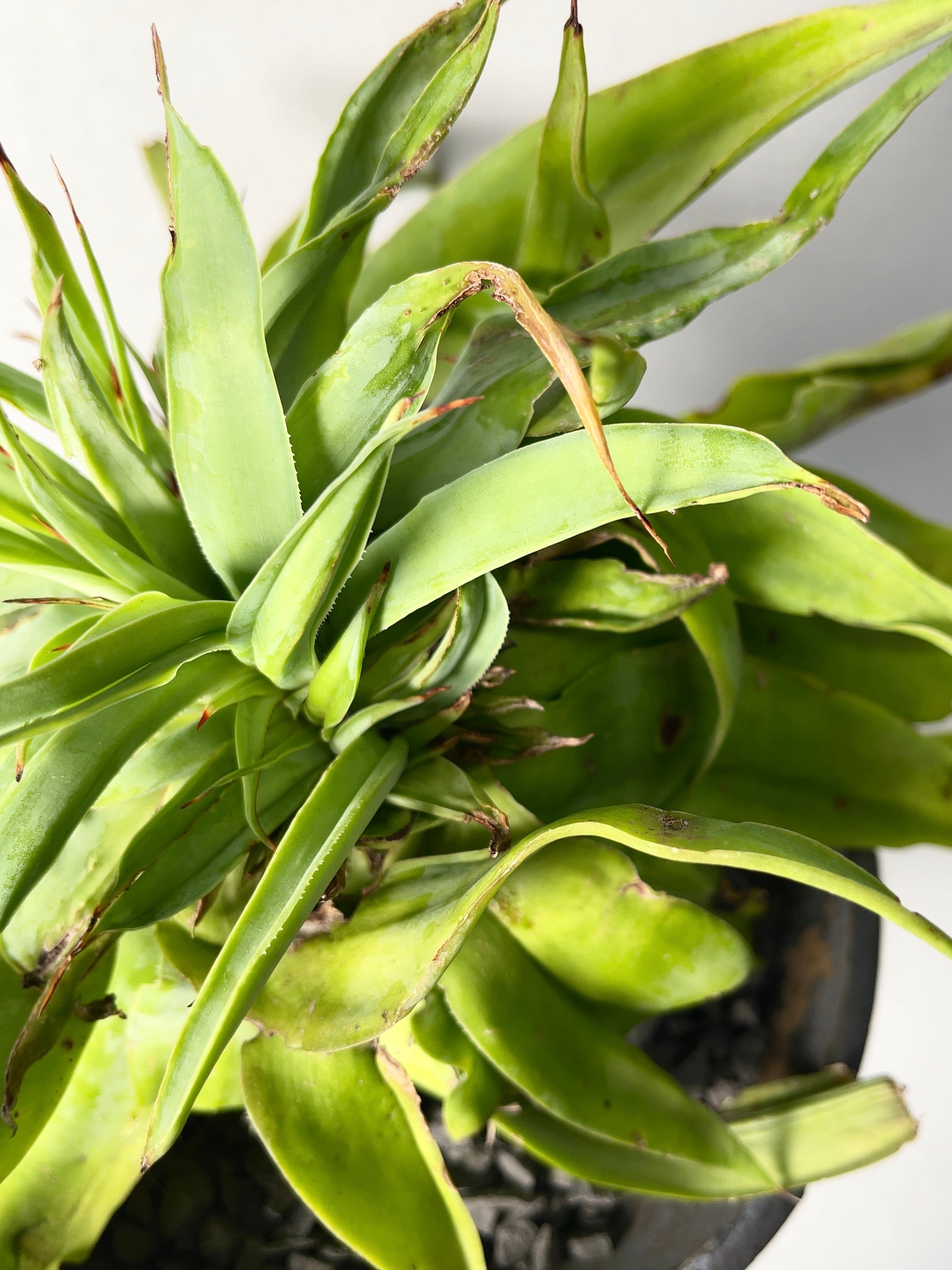 超絶希少！◇親株◇多肉植物シリーズ・アガベ属・ビルモニニアナ綴化inわけけのお店 超絶希少！◇親株◇多肉植物シリーズ・アガベ属・ビルモニニアナ