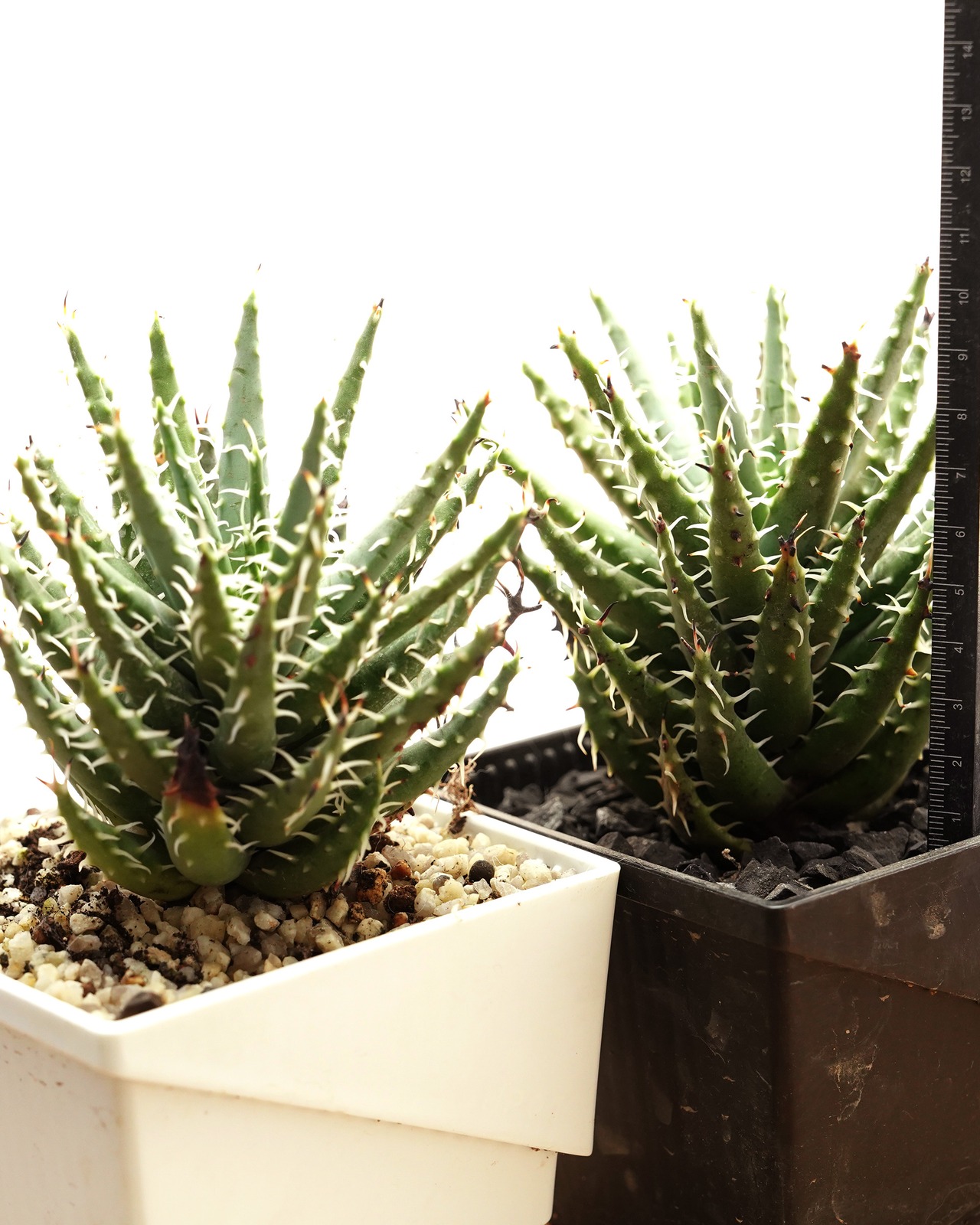 抜き苗 エリナケア Aloe erinacea