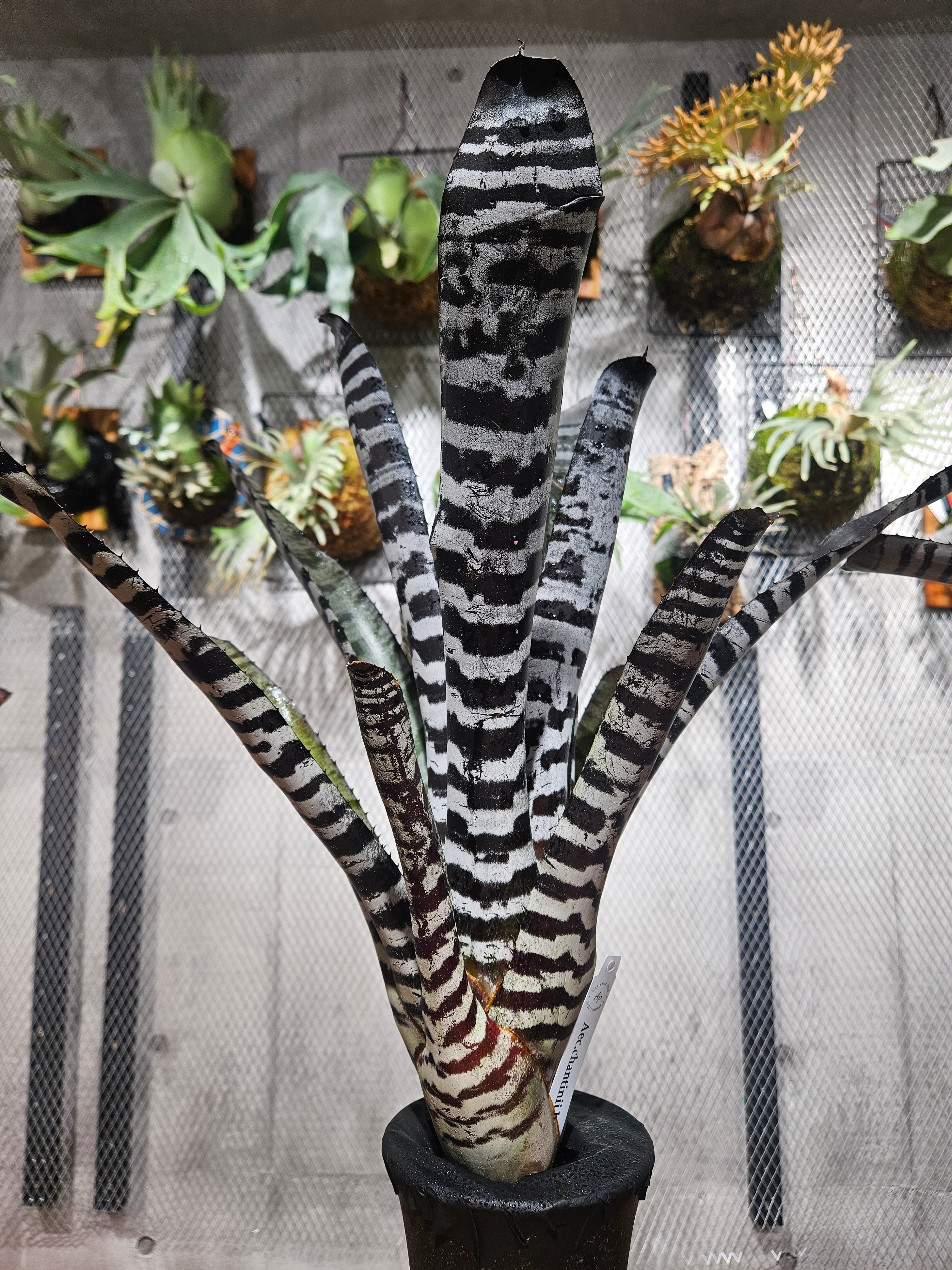 ブロメリア・エアープランツ Aechmea Black select Aechmea. Black Select A1【artPLANTs/PLANTS GARAGE