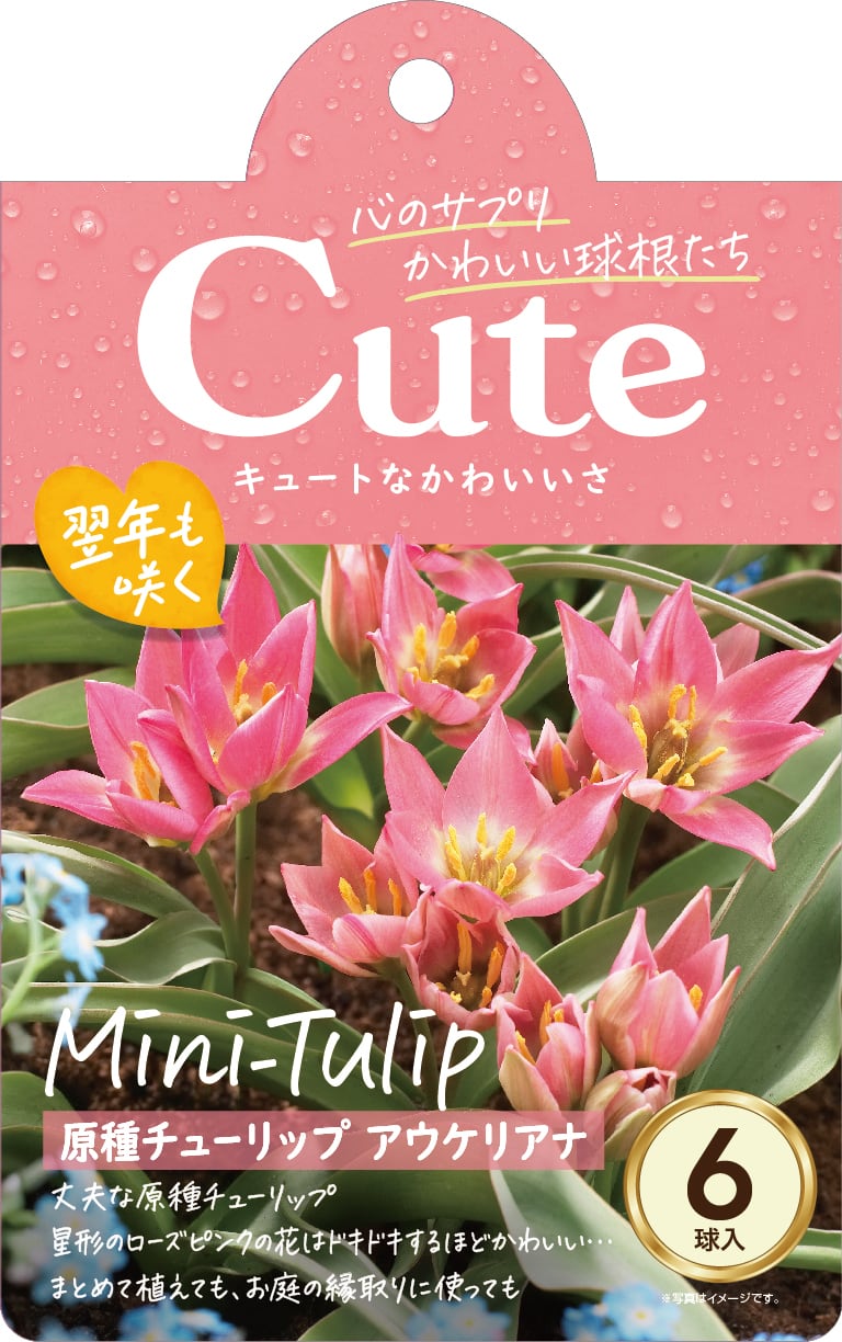 球根 原種チューリップ Cuteシリーズ 【アウケリアナ】are [サイズ: 6