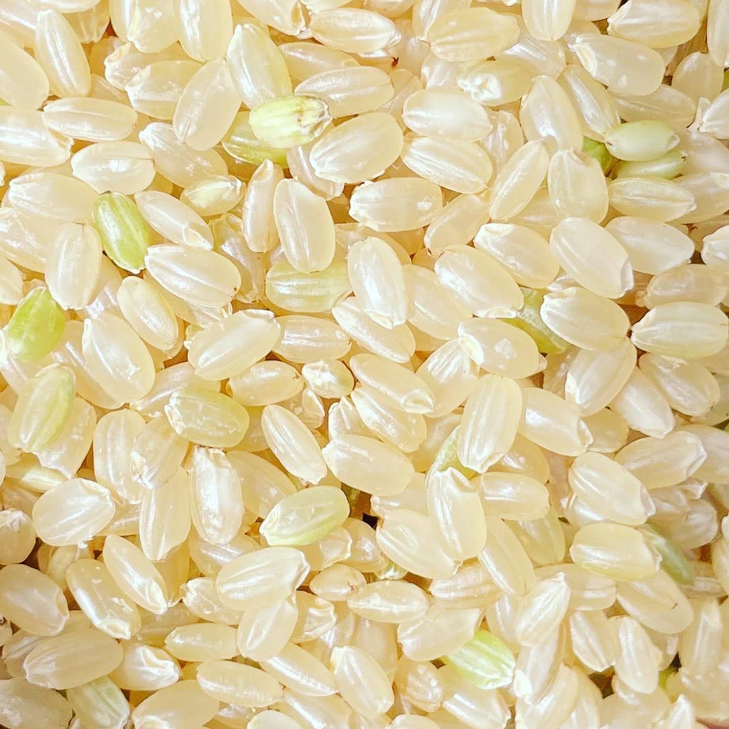 ★　令和７年度産　玄米 10kg 令和7年産 玄米【10kg】 | たけたでぇ