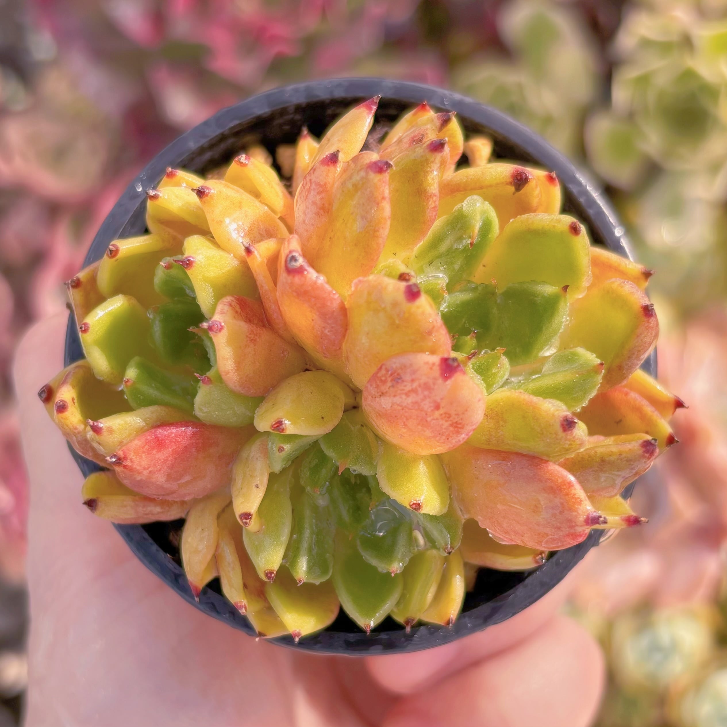 現品　紗羅姫牡丹#B03　るる農園