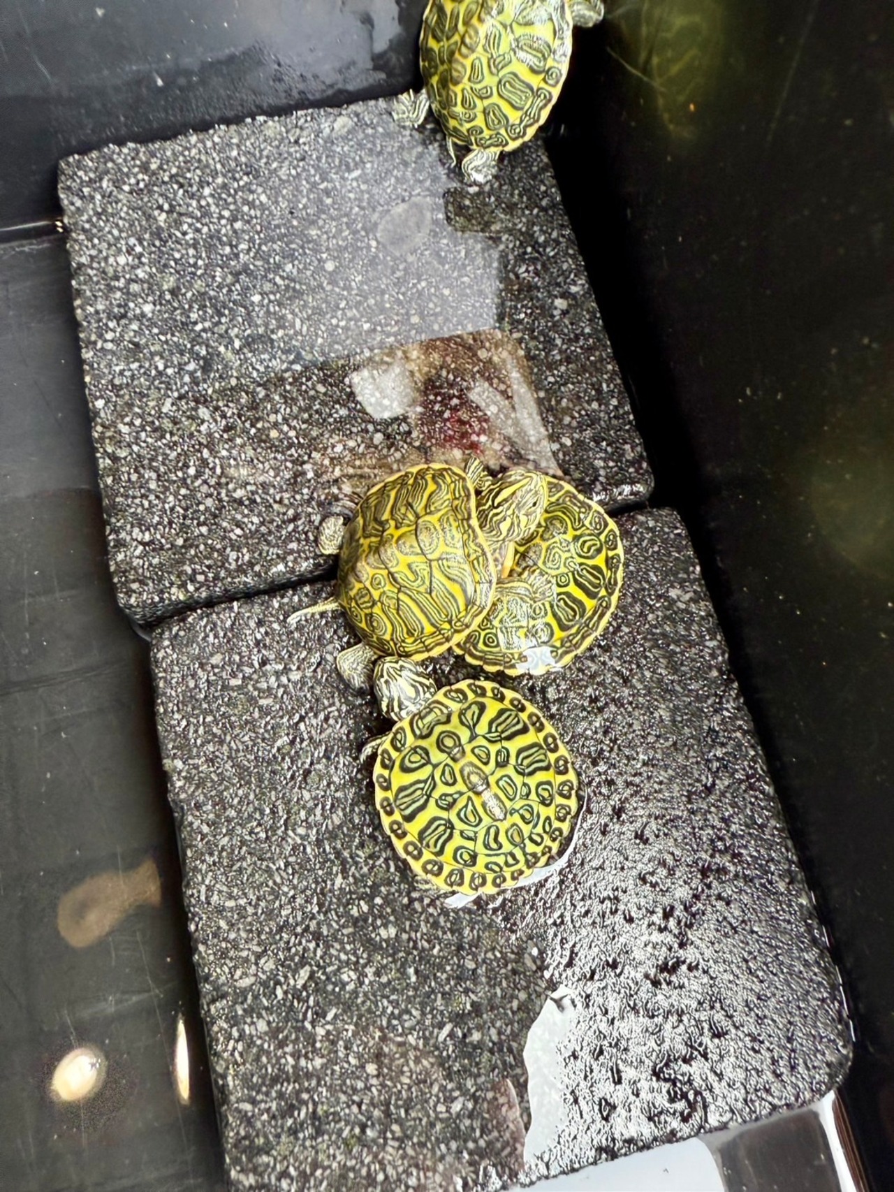 フロリダレッドベリー - 2