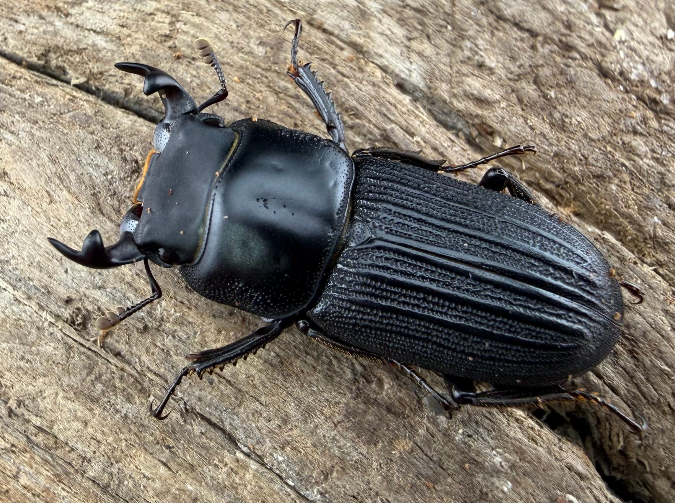 コクワガタの仲間 | KPW公式オンラインショップ