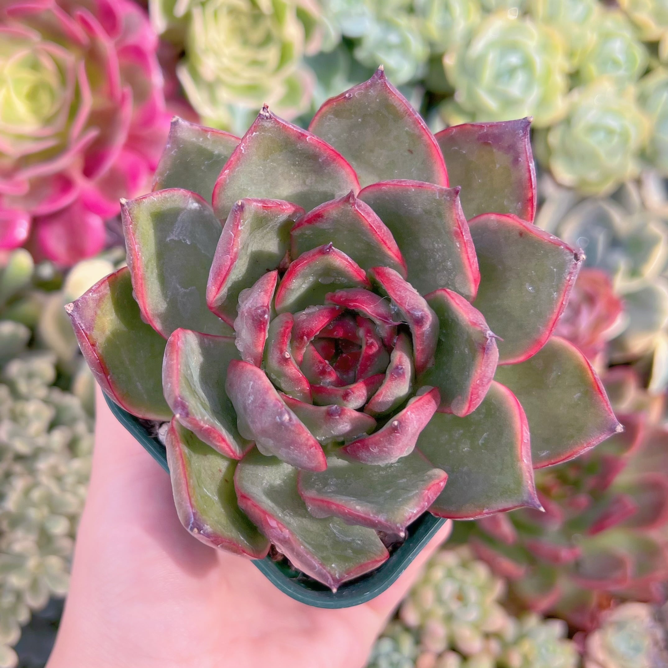 現品　ロイヤルピック#F239　大苗　るる農園