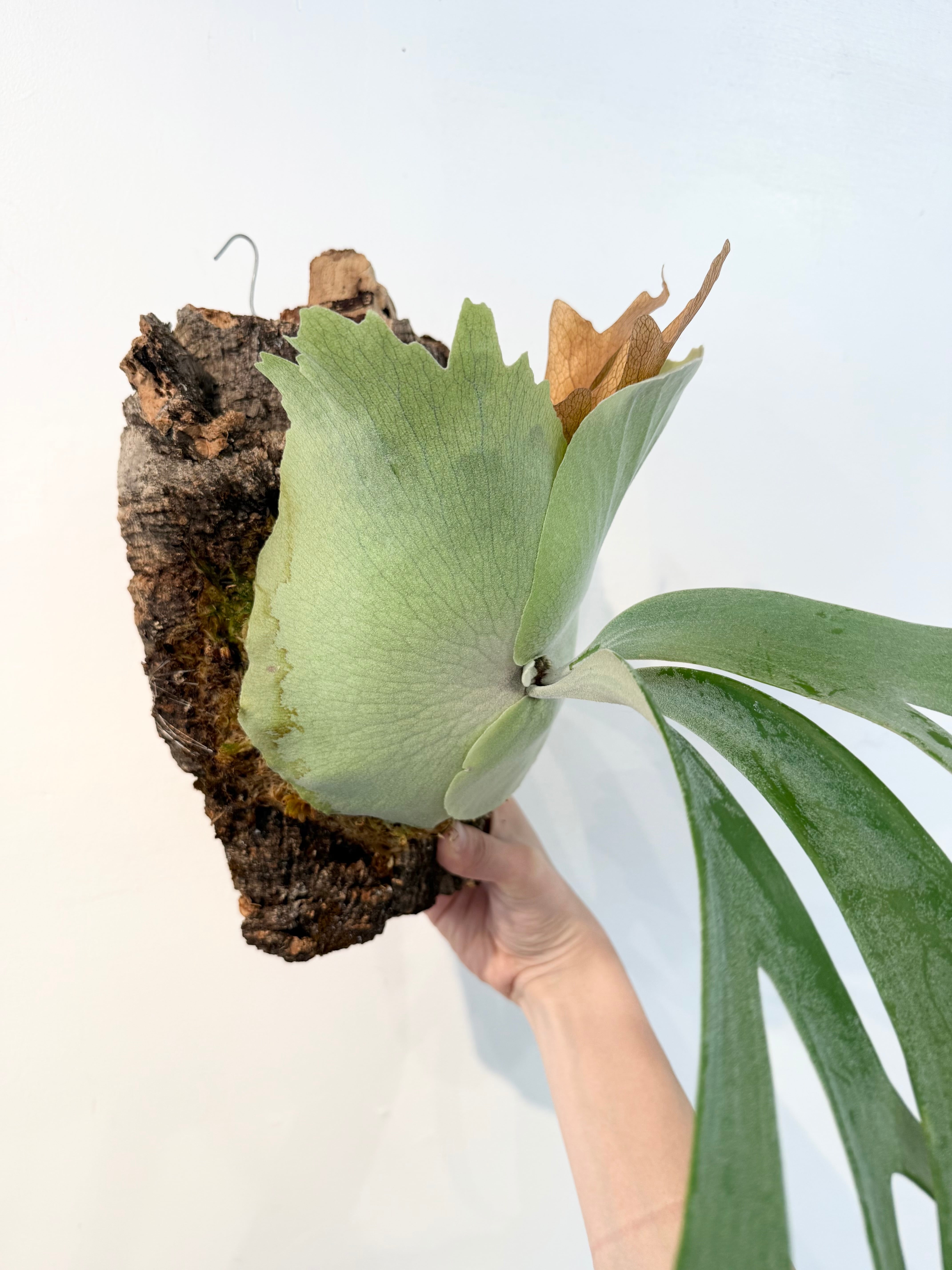 a) P. willinckii 'Mickey #1' ビカクシダ ウィリンキー 'ミッキー#1