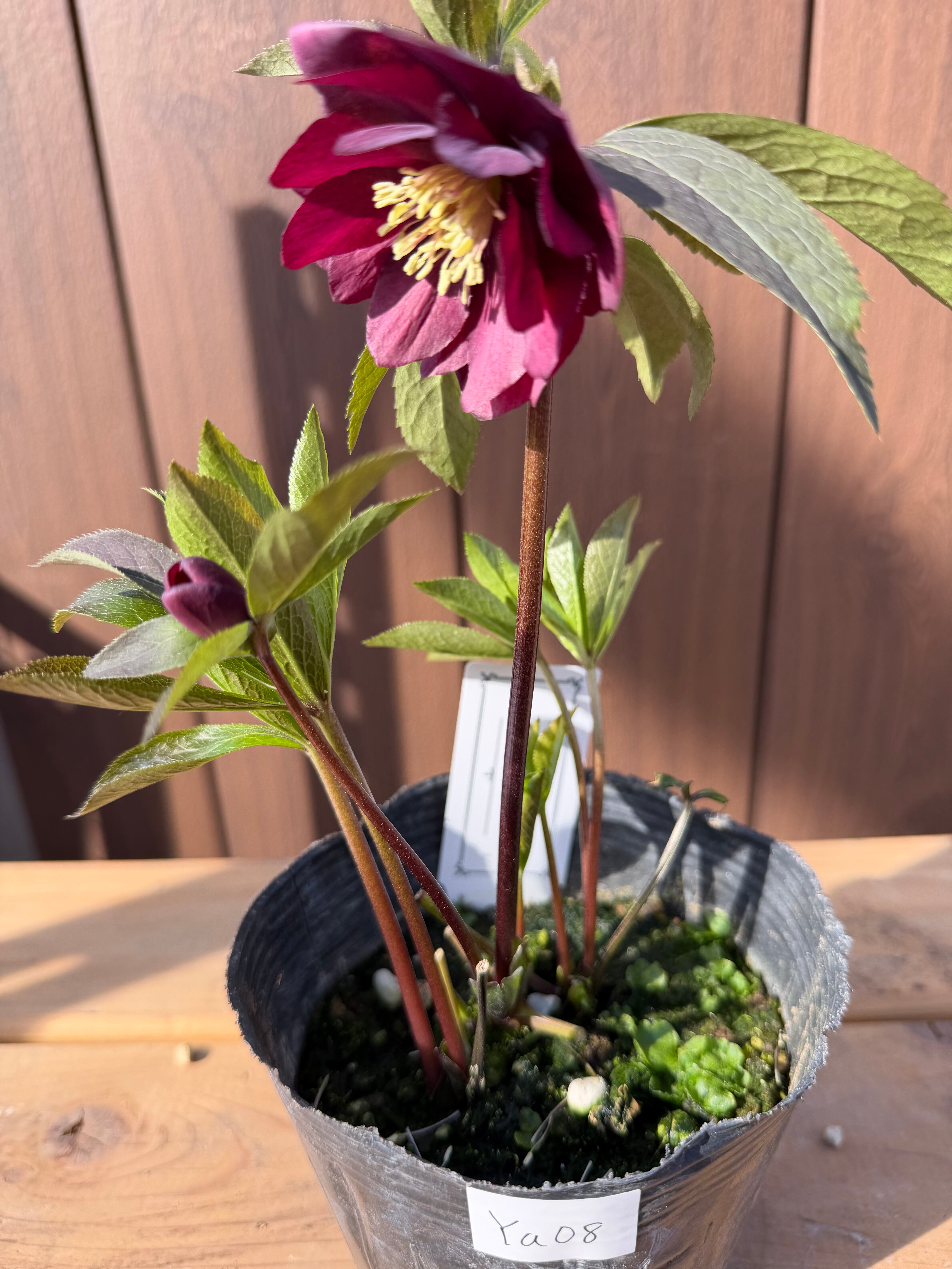 艶濃レッドdd 大和園 クリスマスローズ【Ya08】送料無料 | あしかが