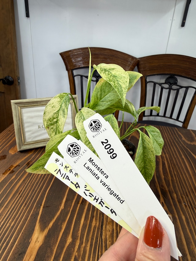 ★2099【斑が流れる】モンステラ　ラニアータ　バリエガータ（３号）