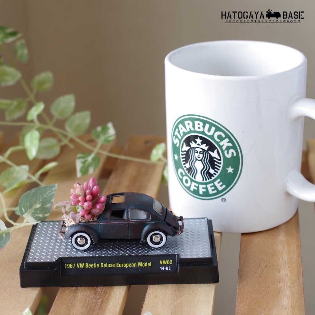 タニクスワーゲン ビートル [T1WB0001] HATOGAYA BASE For Succulents and Volkswagen  Lovers.