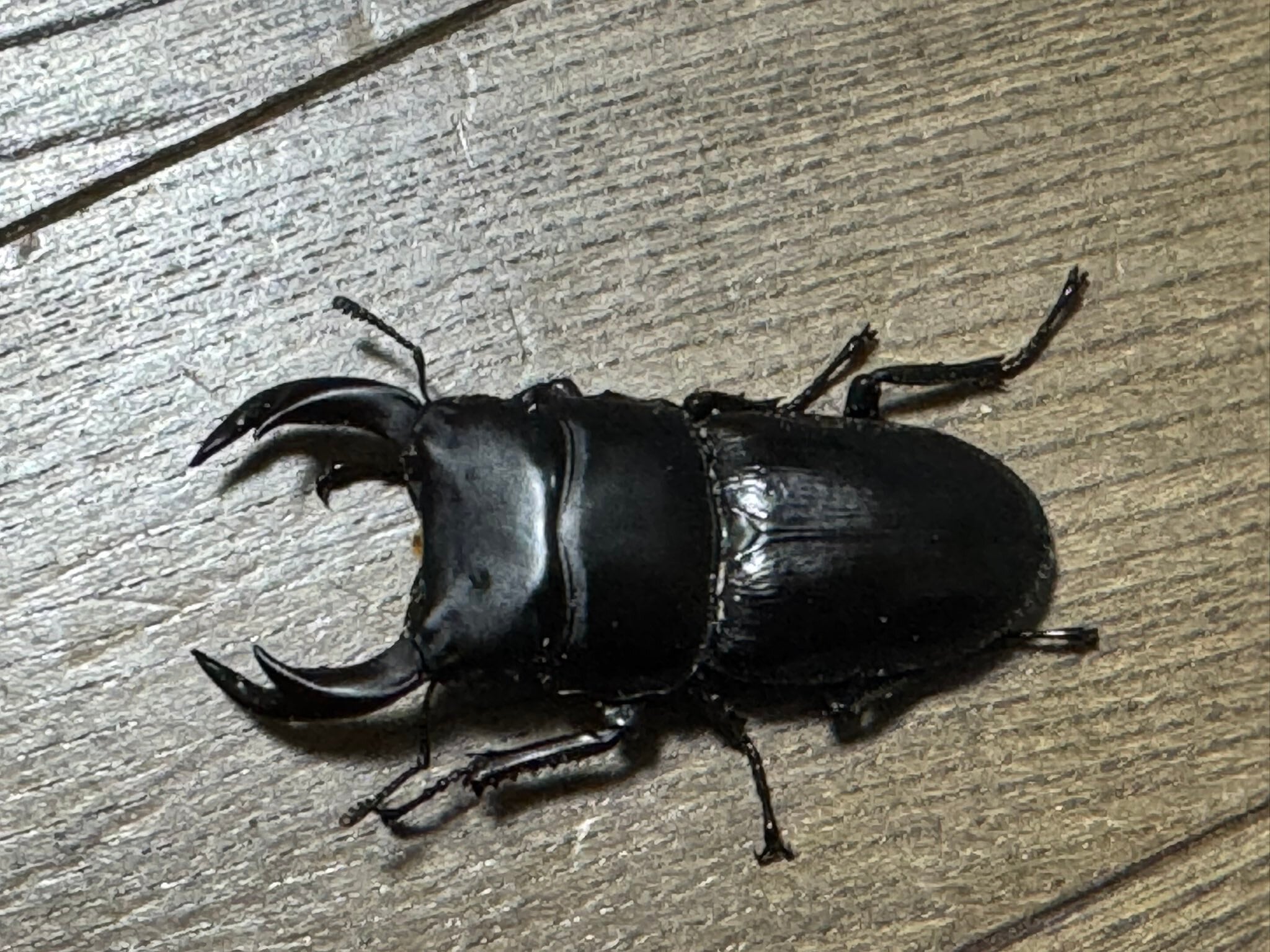 国産オオクワガタ♂58mm単品 新潟県柏崎市〇〇 WD採集者直系 | 九居堂