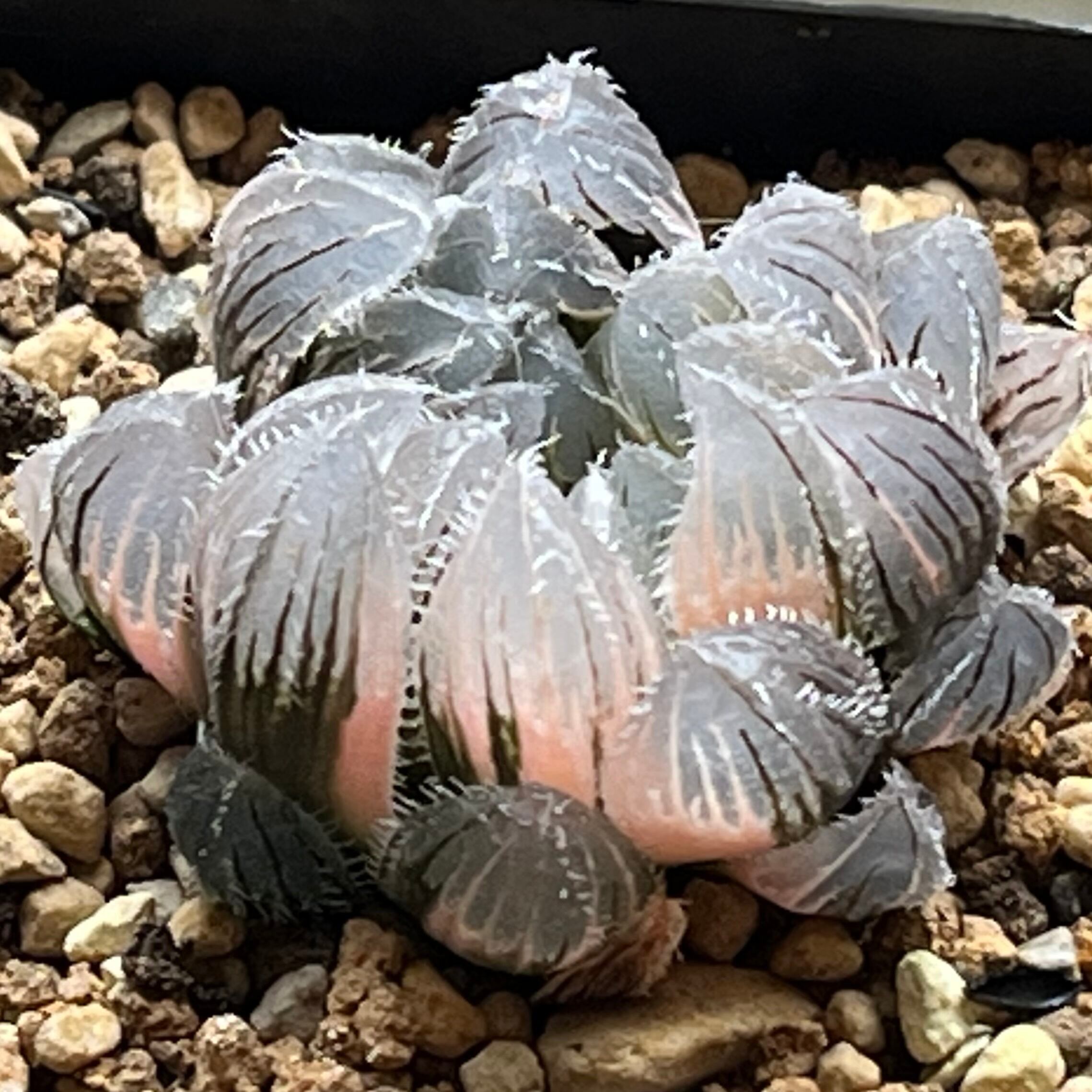 ハオルチア オブツーサ錦 竜珠 | mocono_plants