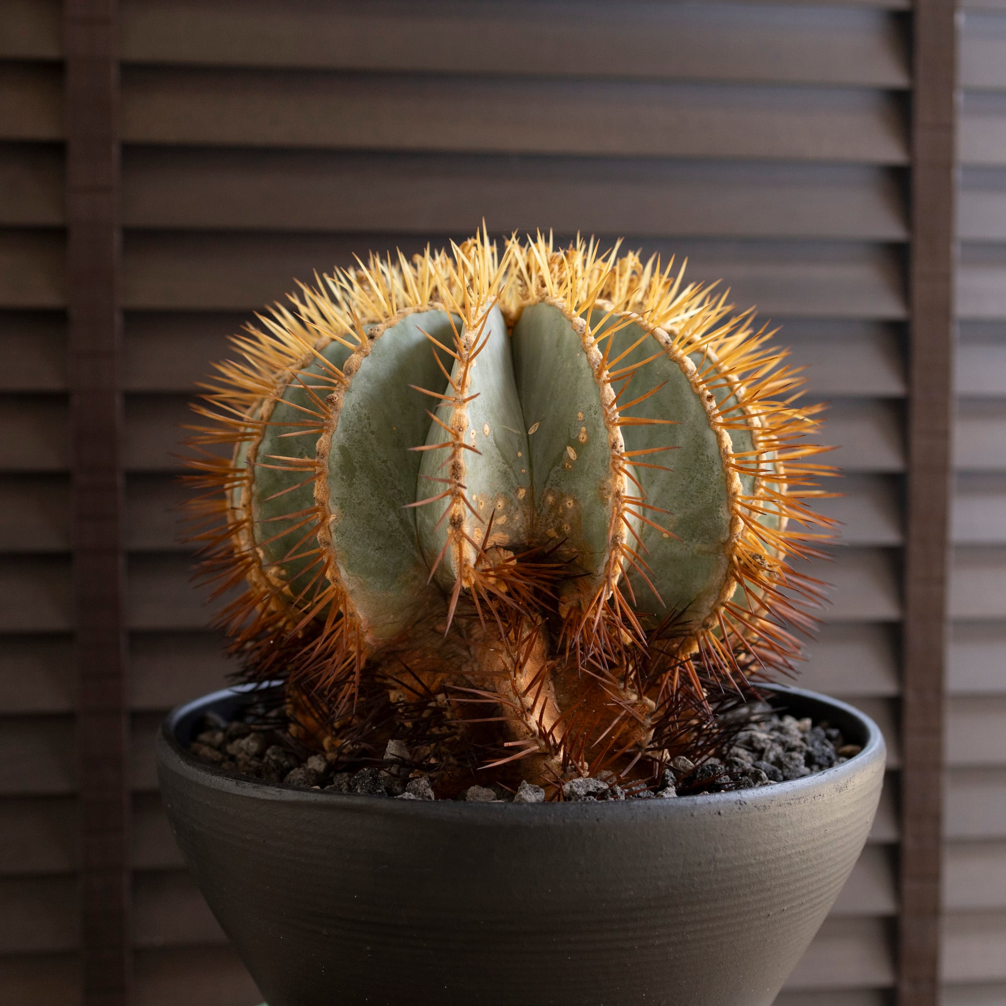発根済】30cm 王冠竜 群生株 フェロカクタス ブルーバレルカクタス