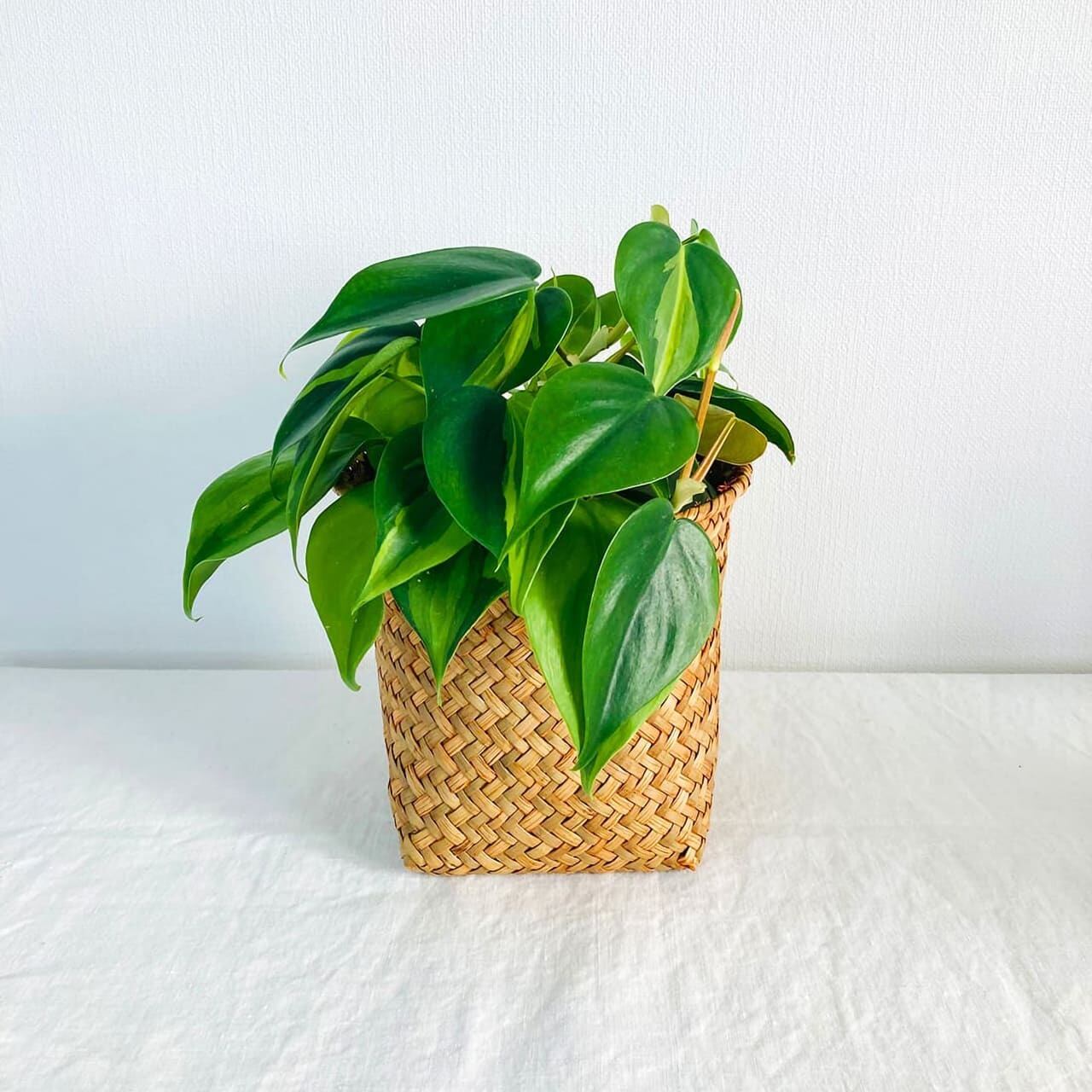 手織りかご サイズL