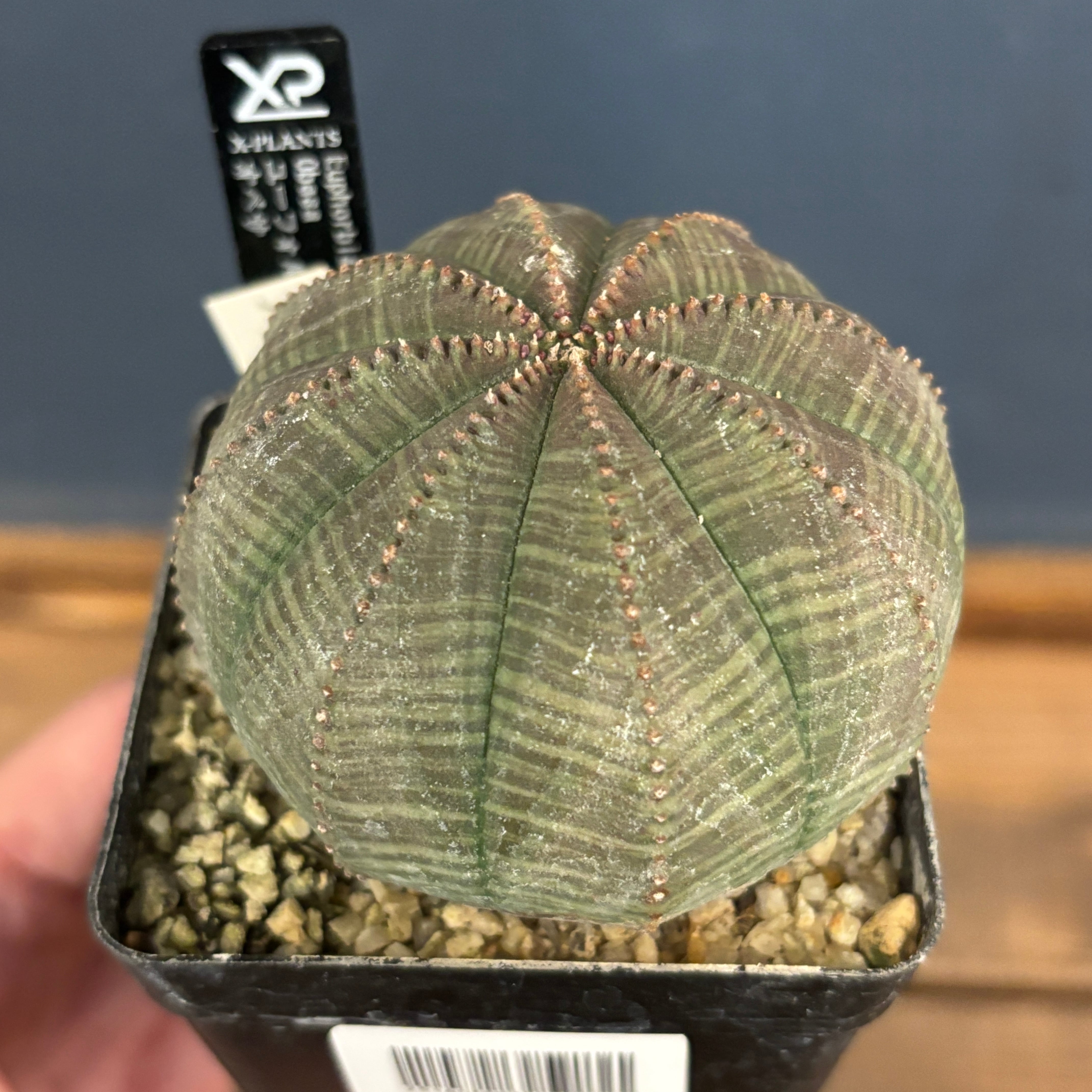 ユーフォルビア オベサ【920】 | PROTOLEAF プロトリーフ