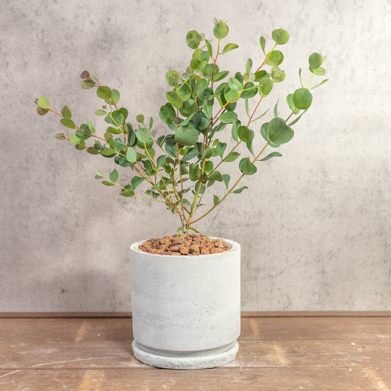 ハートの葉が魅力のユーカリ・ウェブステリアナ｜根腐れを防ぐ独自配合の用土を使用。質感のある手づくりモルタル鉢が植物を引き立てます