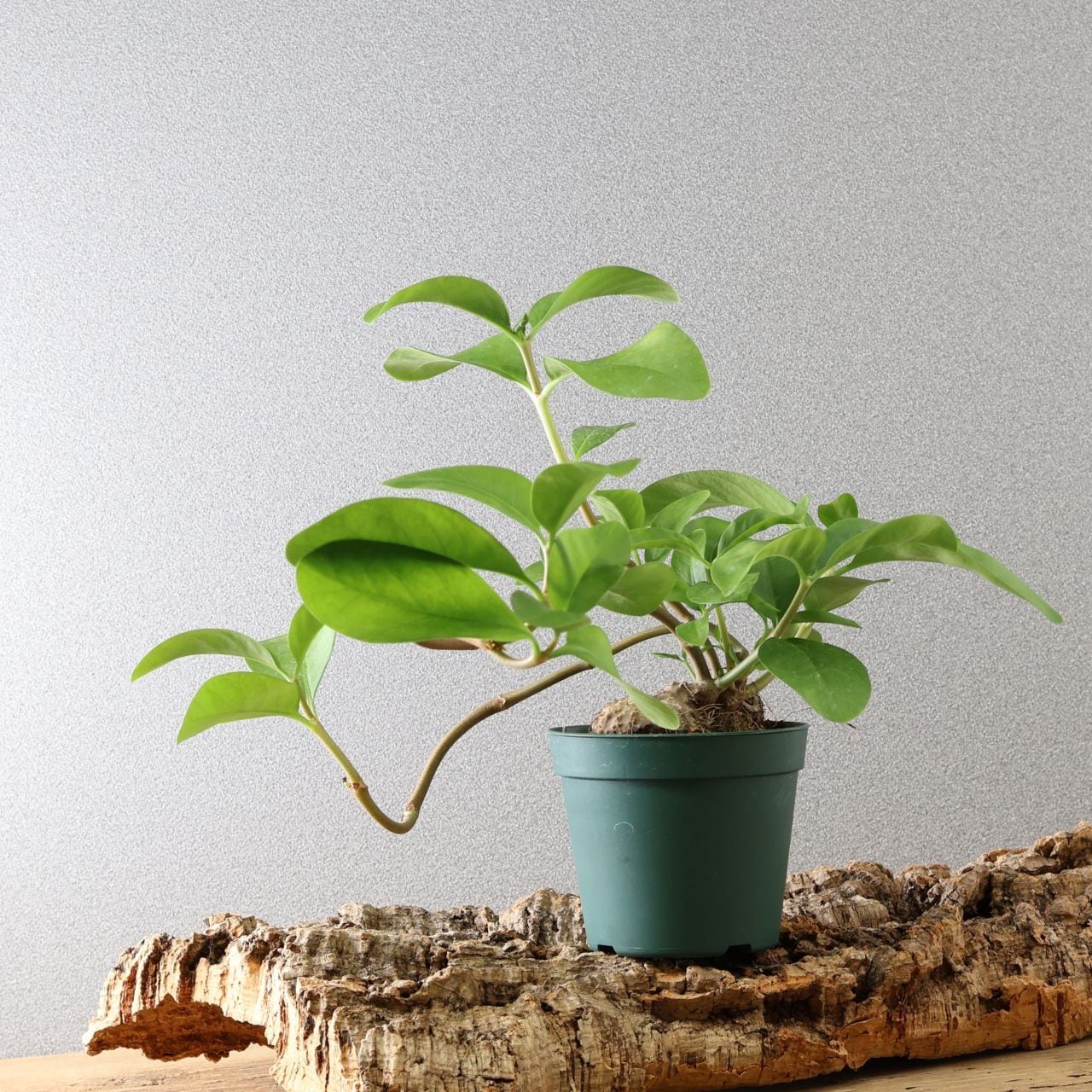 359 アリと共生する不思議植物『ヒドノフィツム フォルミカルム』観葉