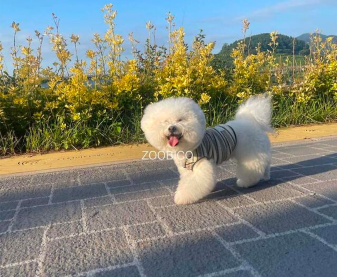 予約  【pecoramou select】 Waffle Dangara Green Vest