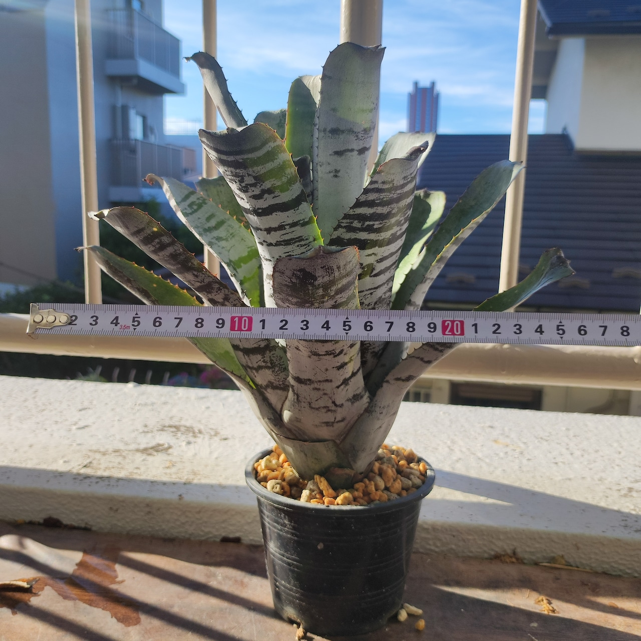 エクメア チャンティニー Aechmea chantinii Black Ice