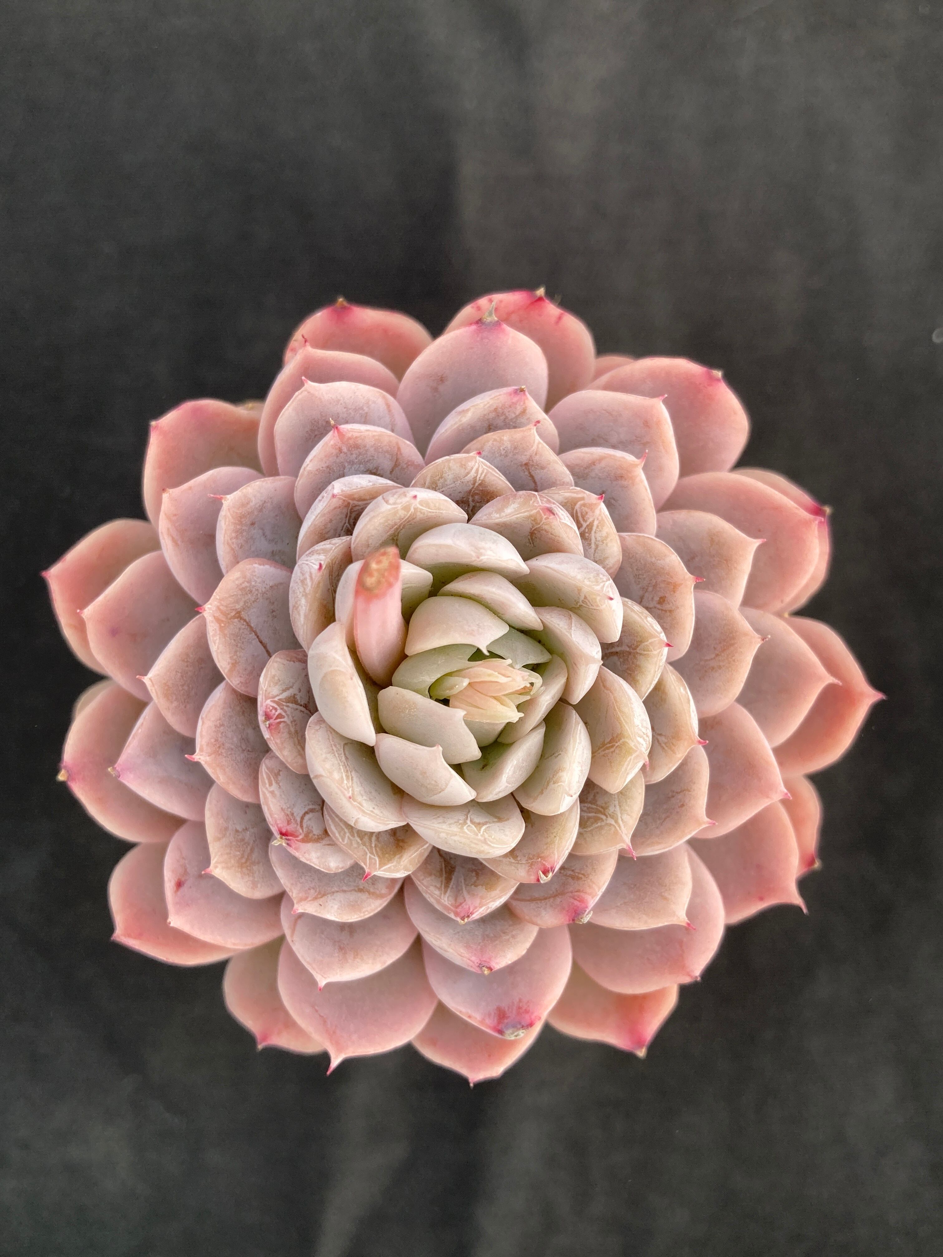 954多肉　ザラゴーサspノバ　札付き　多頭　花あり　ポットでメルカリ便 多肉植物 ザラゴーサspノバ 多頭 エケベリア