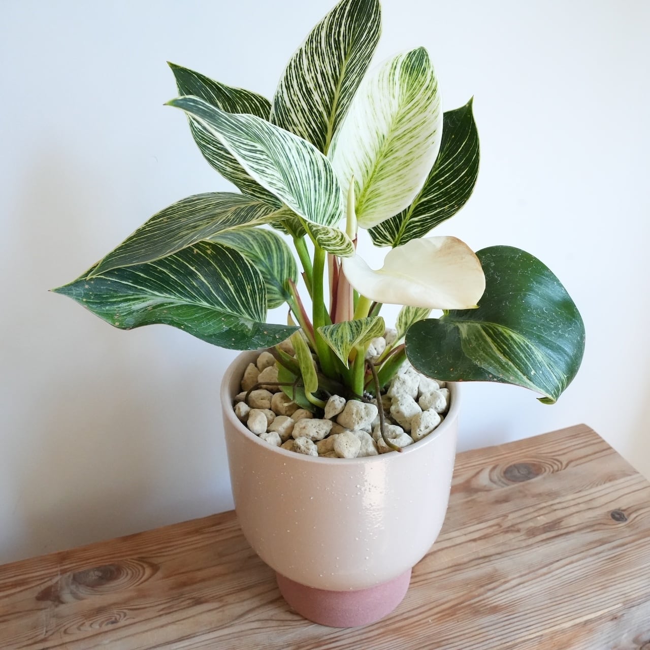 送料込み】観葉植物 フィロデンドロン バーキン 6号サイズ 陶器鉢 | 草陽香