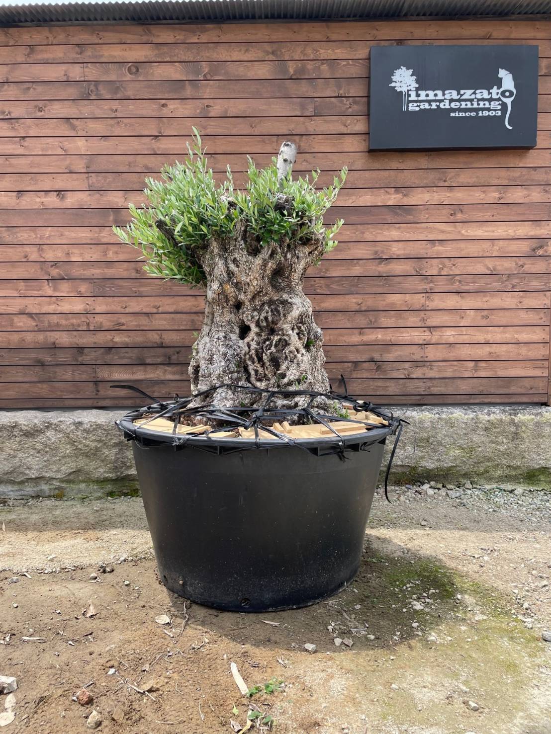 スペイン産オリーブ 古木 And Leaf アンドリーフ 観葉植物 大阪市 インテリア 送料無料