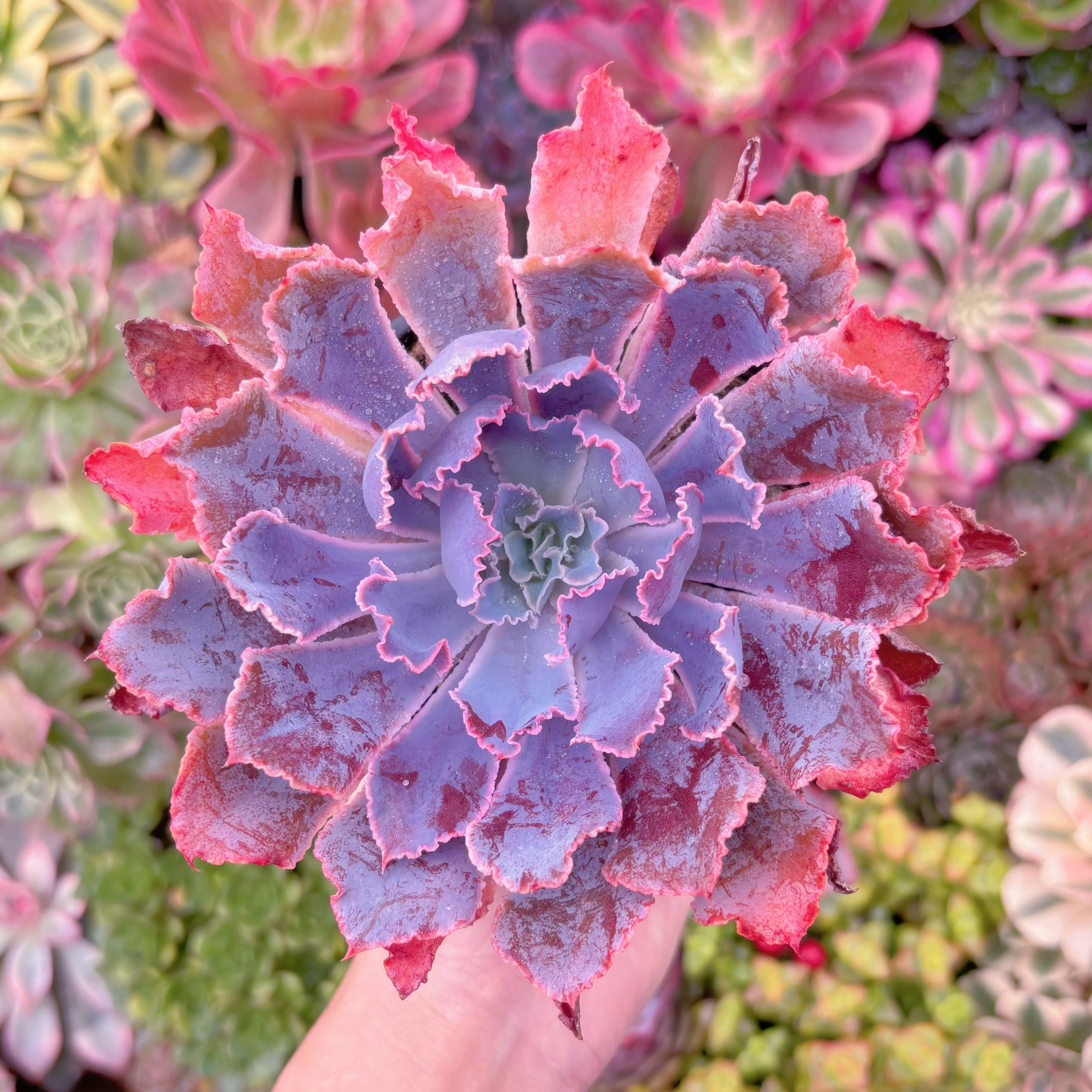 現品　シャビアナ#A20　大苗　るる農園