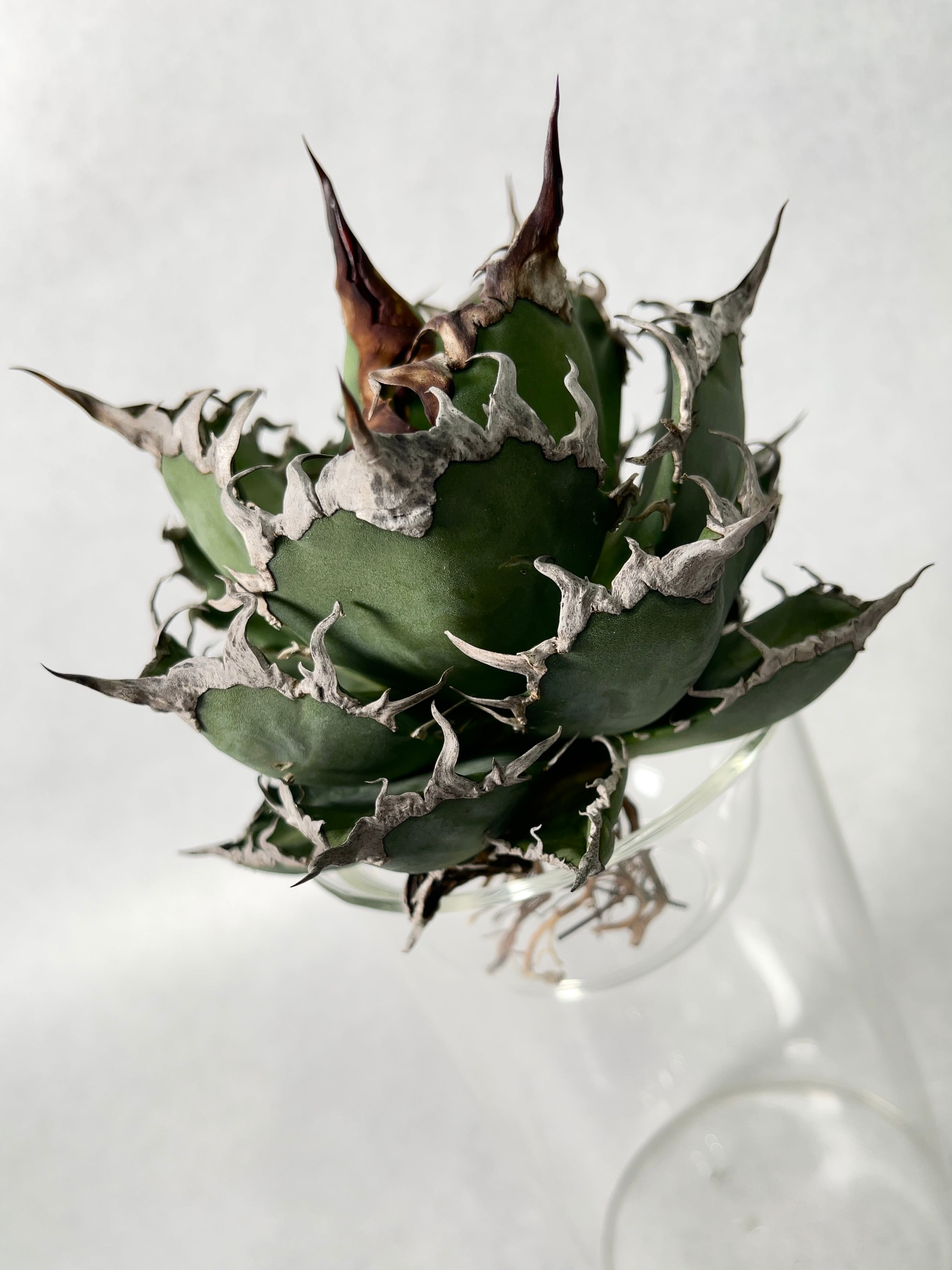 アガベ　シーザー　NO,4 アガベ・シーザー 4(ML) | trigger