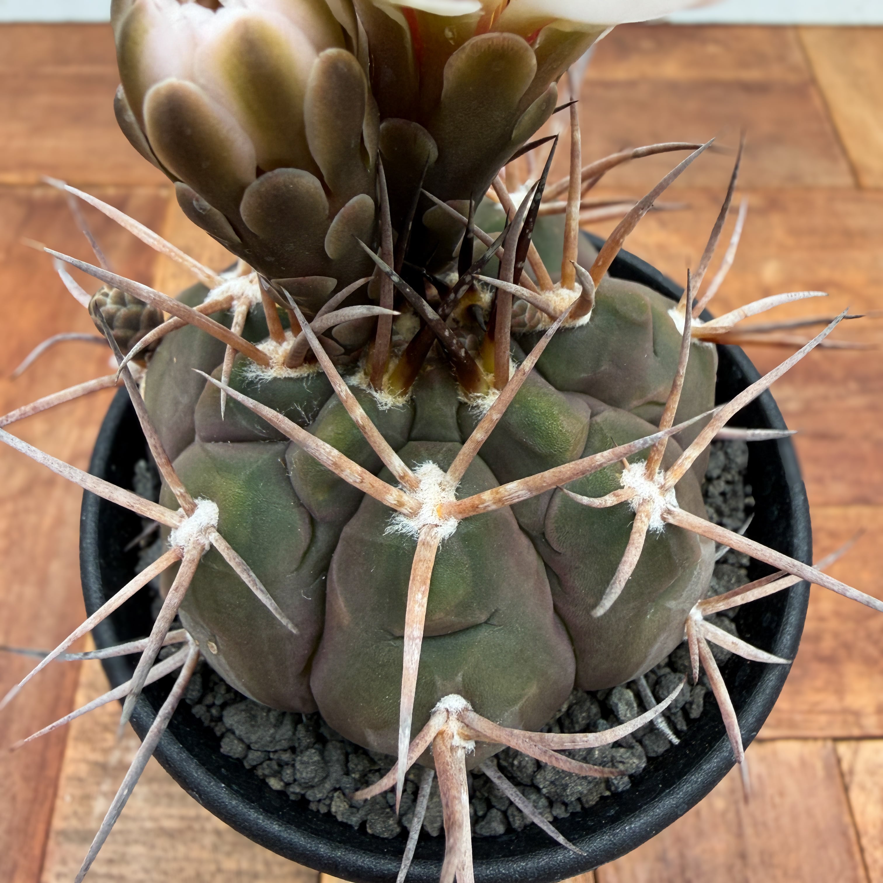 Gymnocalycium mazanense【ギムノカリキウム・守金魔天竜】 | RIMO'S