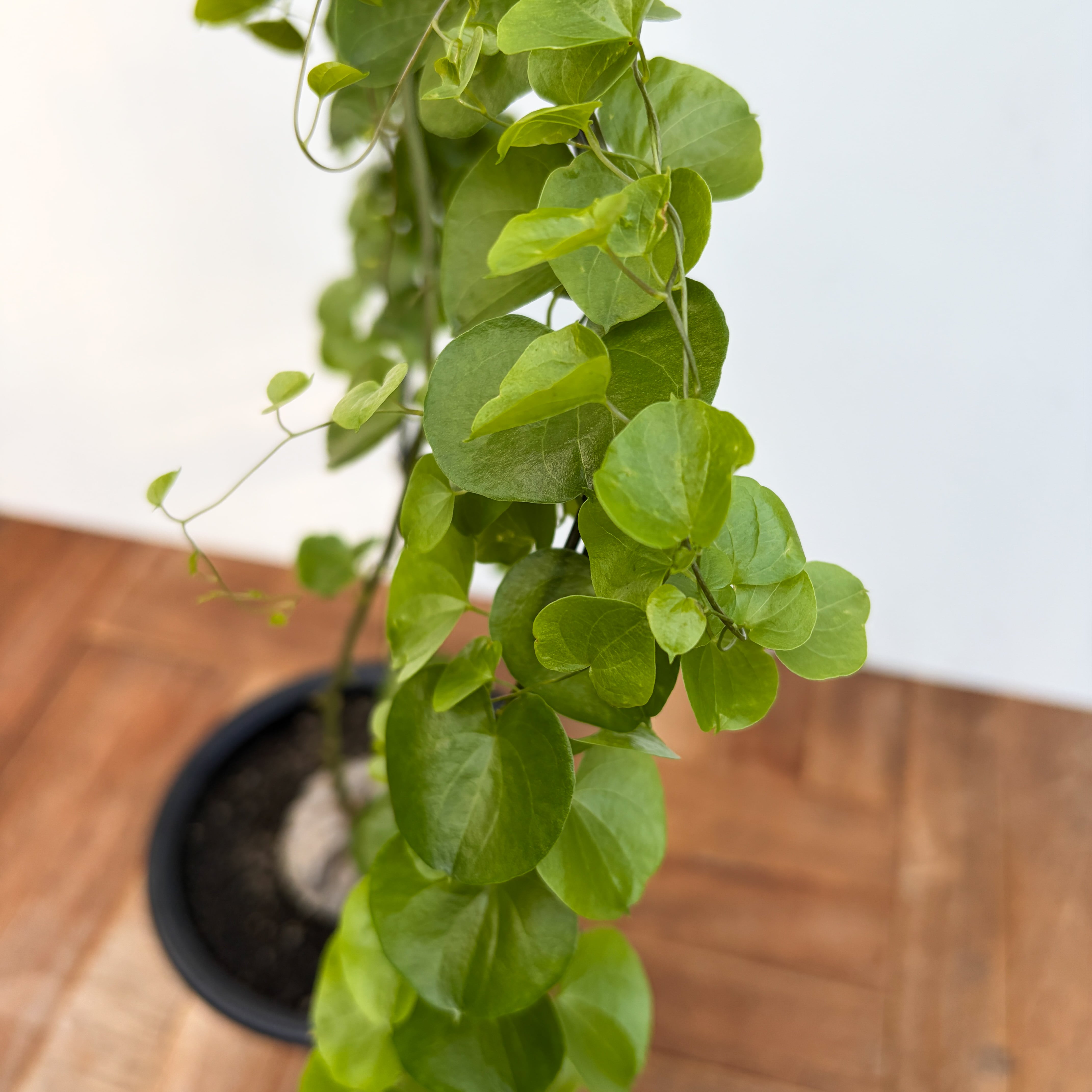 Dioscorea elephantipes【ディオスコレア・亀甲竜・実生】 | RIMO'S