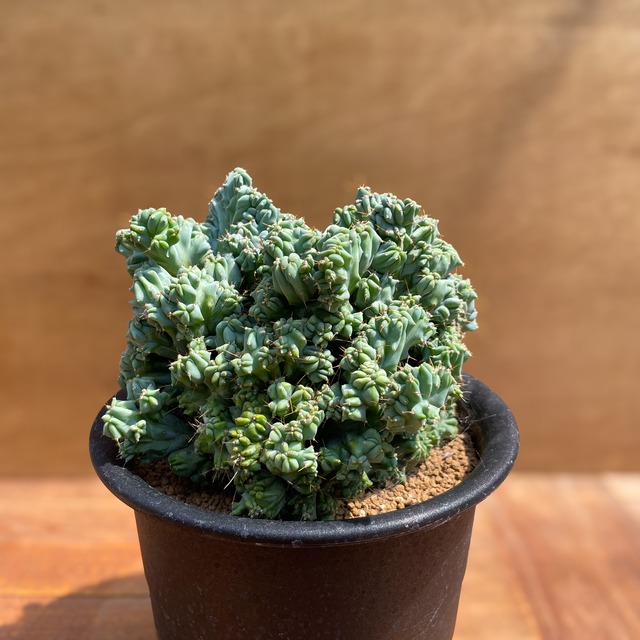 Myrtillocactus geometrizans【竜神木・モンスト】