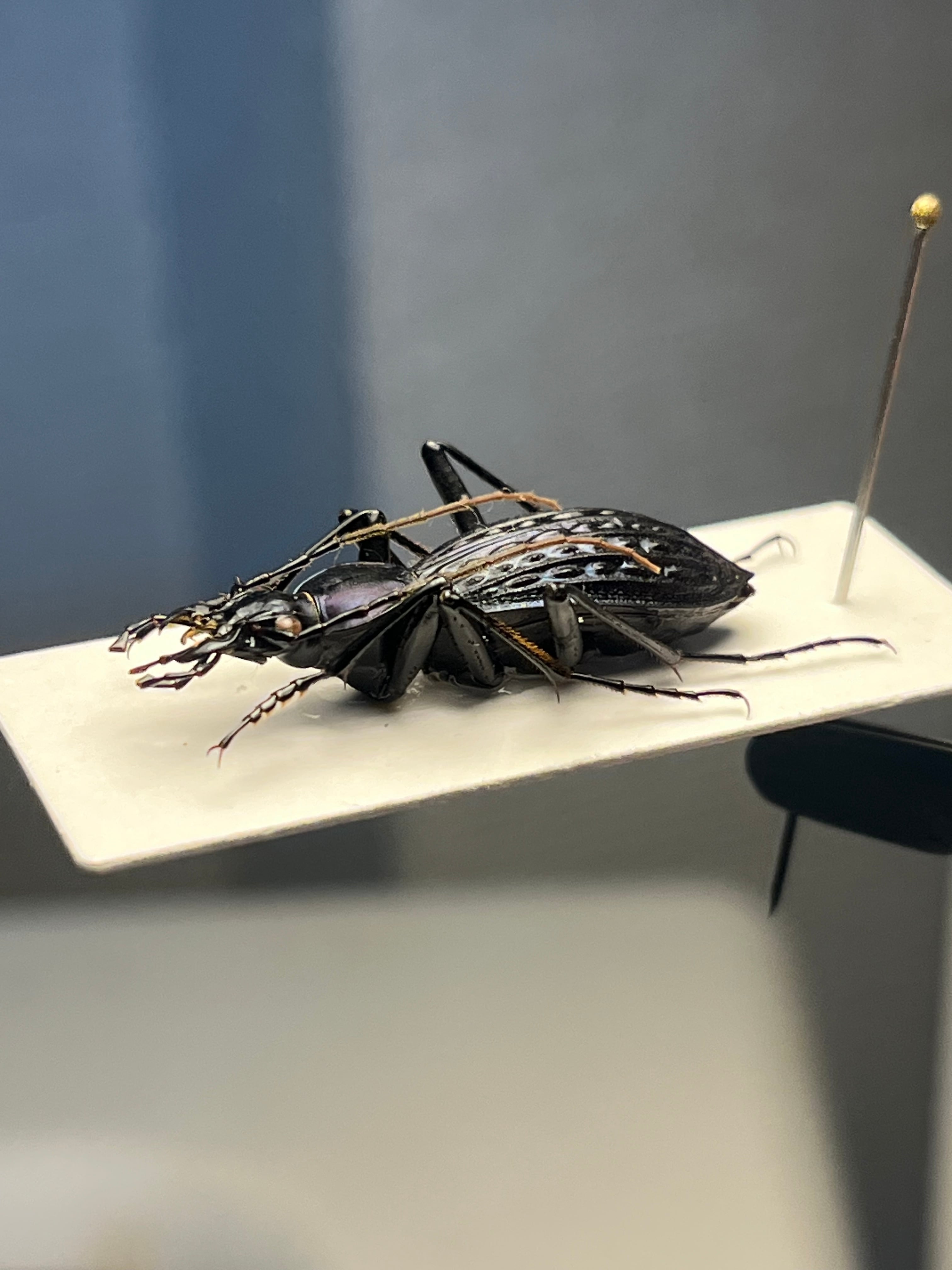 【中国保護種】トルゴエトゲオサムシ 標本 チレンシスオサムシ マイマイカブリ 中国保護種】トルゴエトゲオサムシ 標本 チレンシスオサムシ