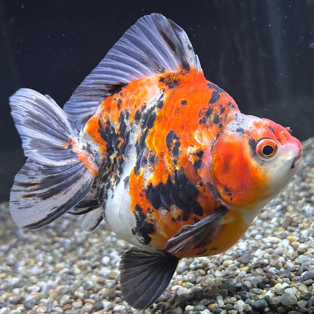 だるま琉金　トリカラー　１４ｃｍ