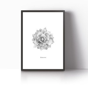 アートポスター / Echeveria monochrome　eb024