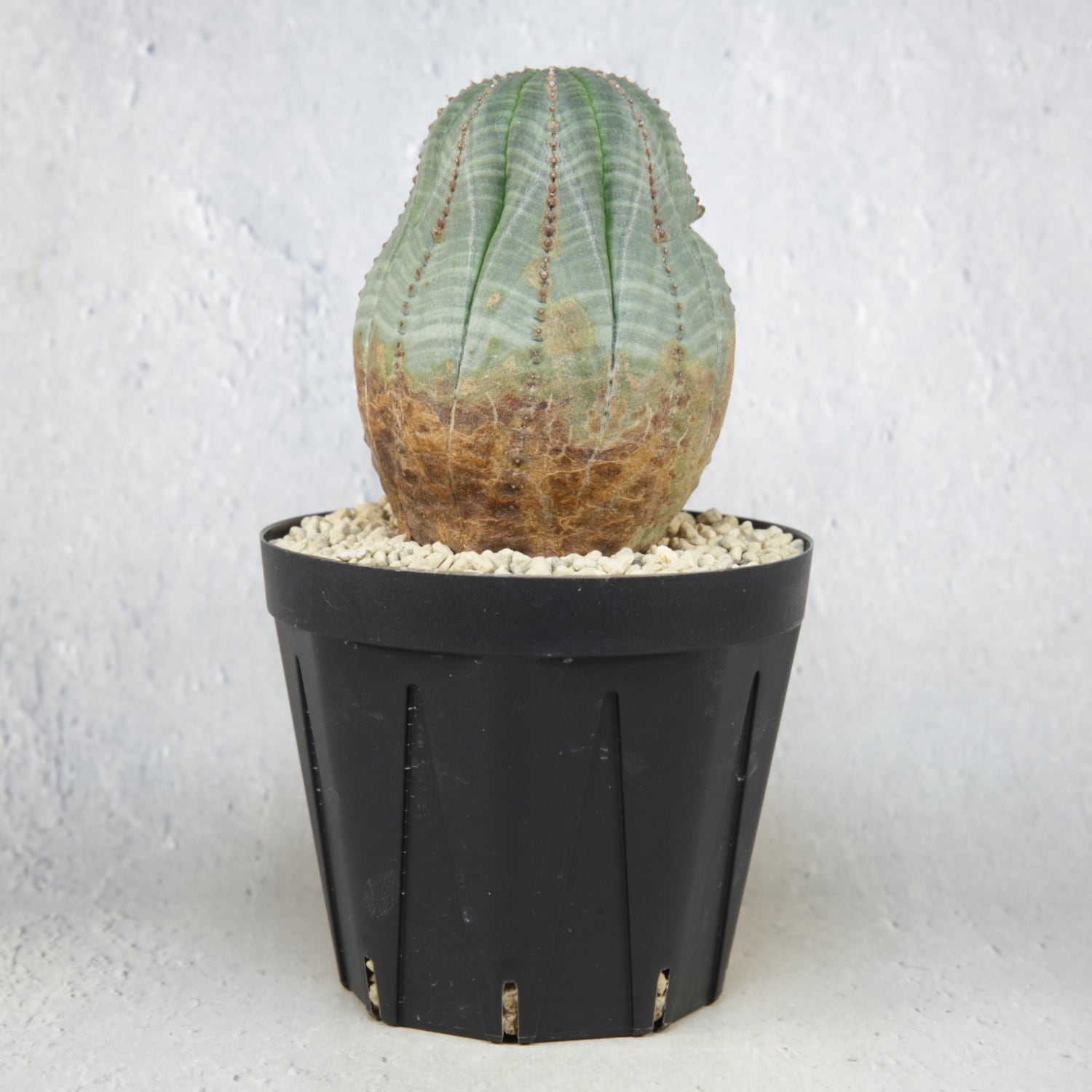 メス株 木質化 美模様 マウンテン オベサ / ユーフォルビア