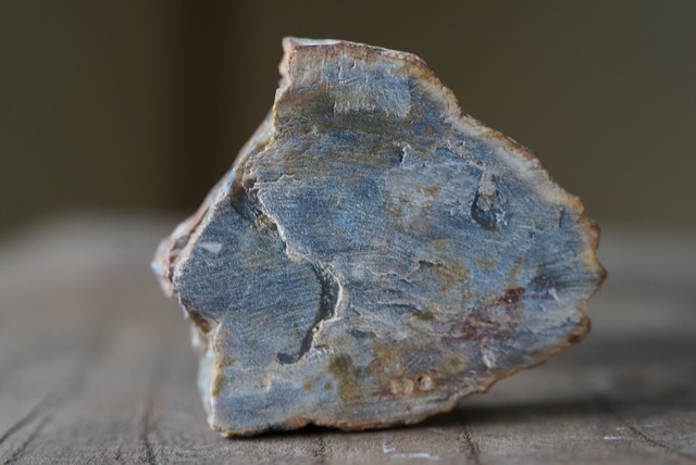 珪化木 Araucarioxylon 22