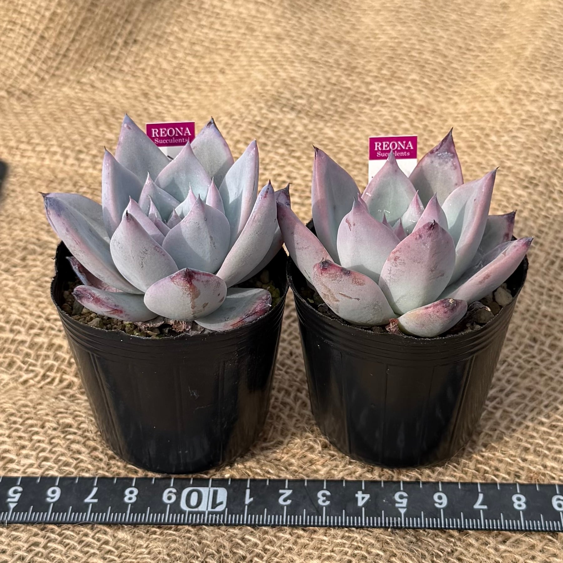 ブラックサバス コロラータ ルーフ2苗セット 管理番号5 | REONA Succulents