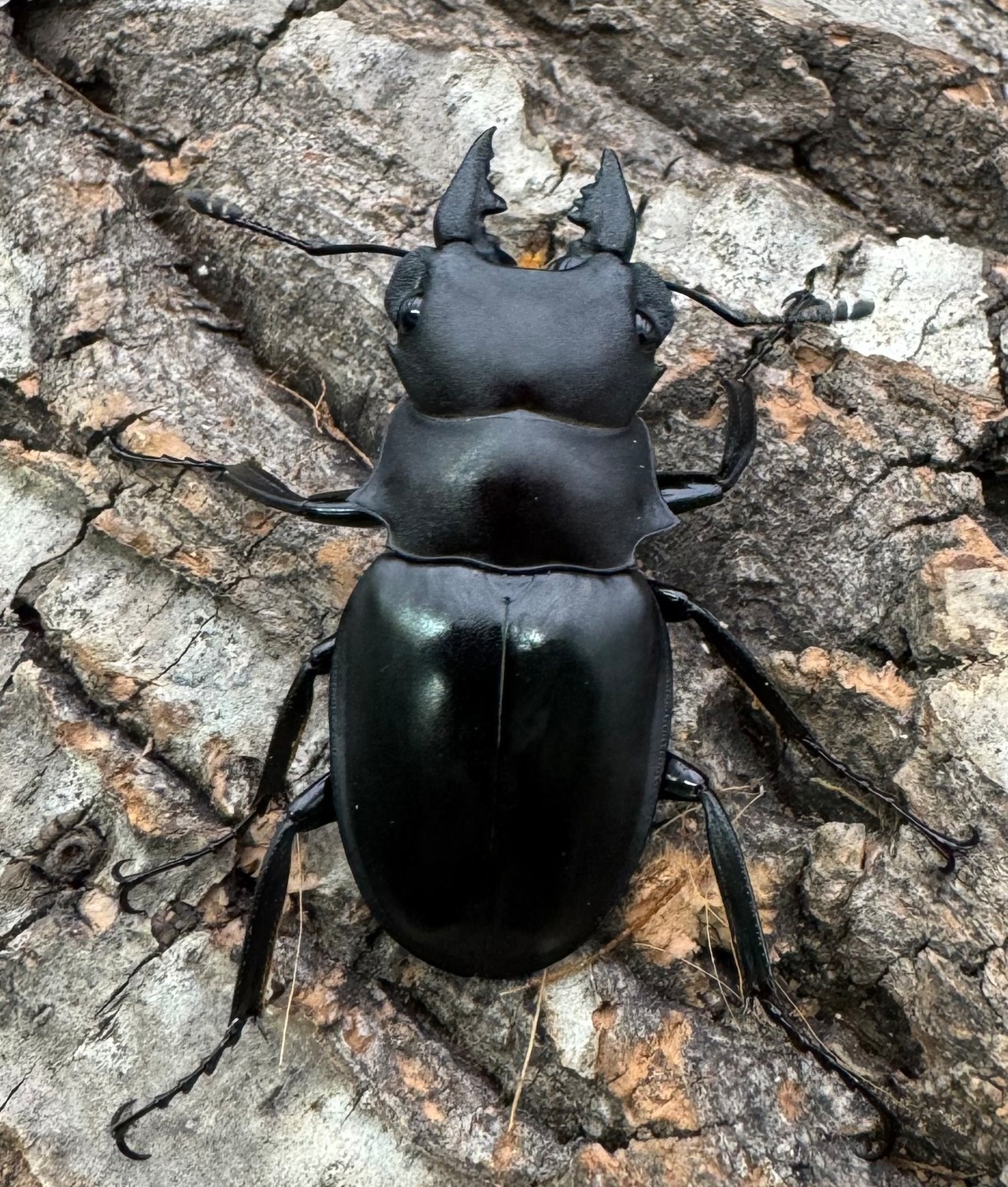 【WD】《カメラツヤクワガタ 42mm ペア》